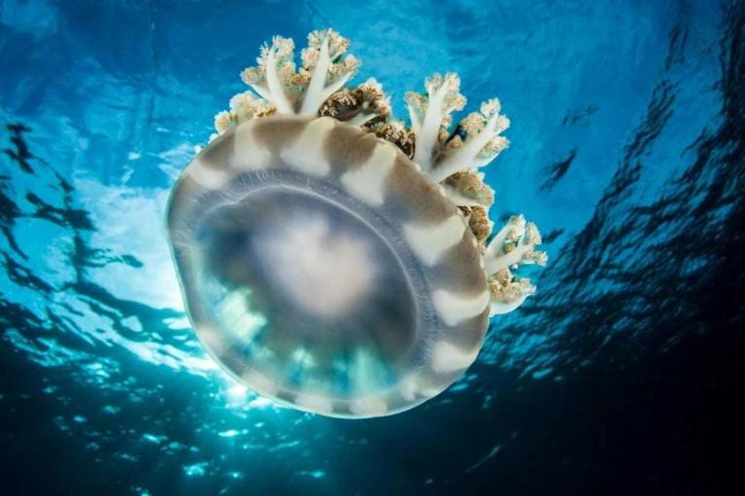عروس دریایی وارونه