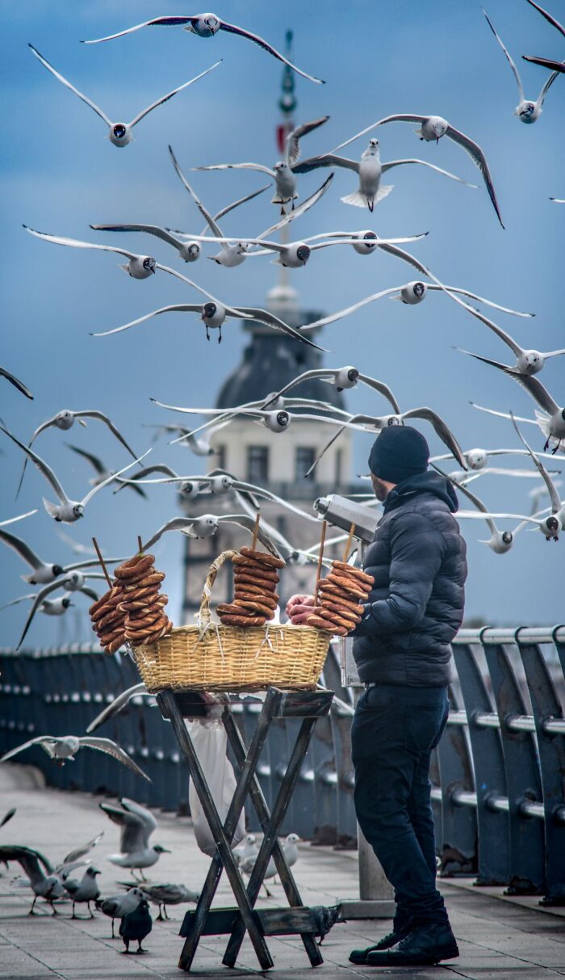 چرخ‌دستی سمیت و مرغان دریایی کنار ساحل