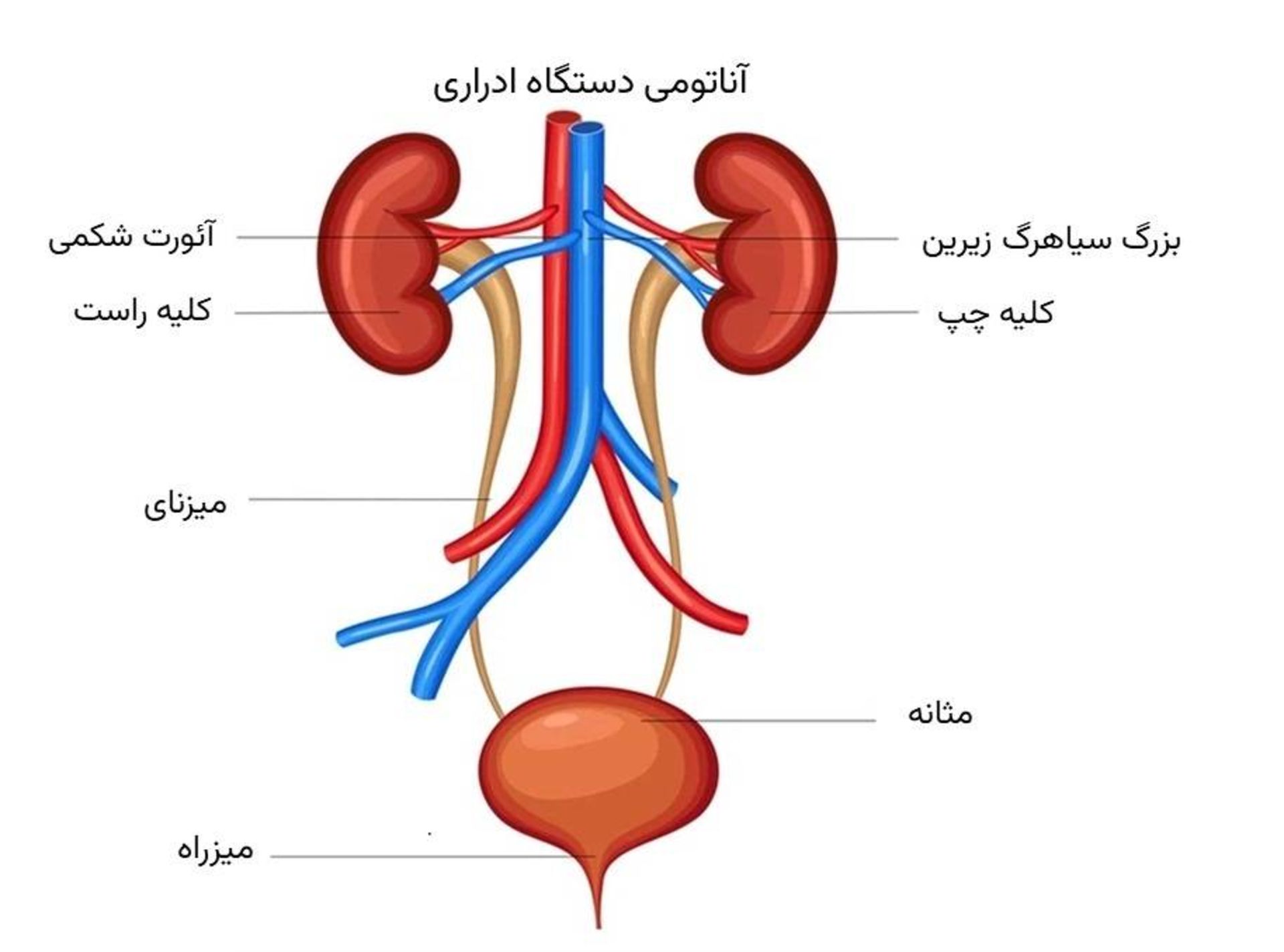 دستگاه ادراری