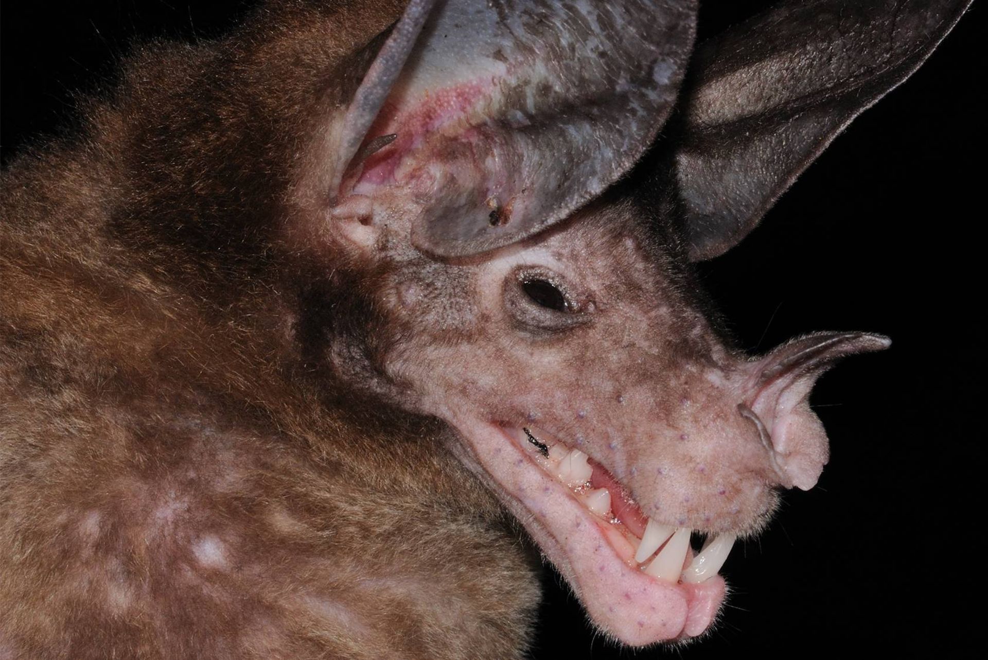 خفاش خون آشام کاذب