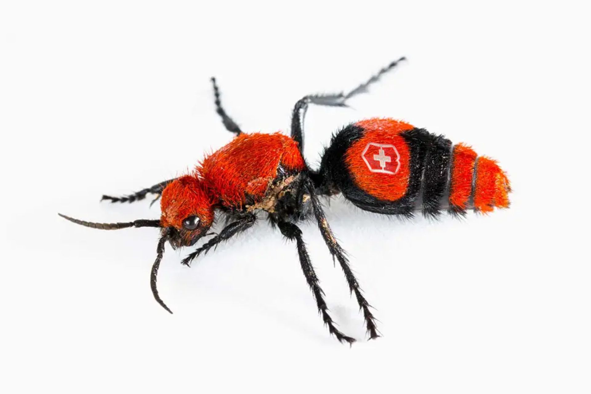 مورچه مخملی Velvet ants (Mutillidae)