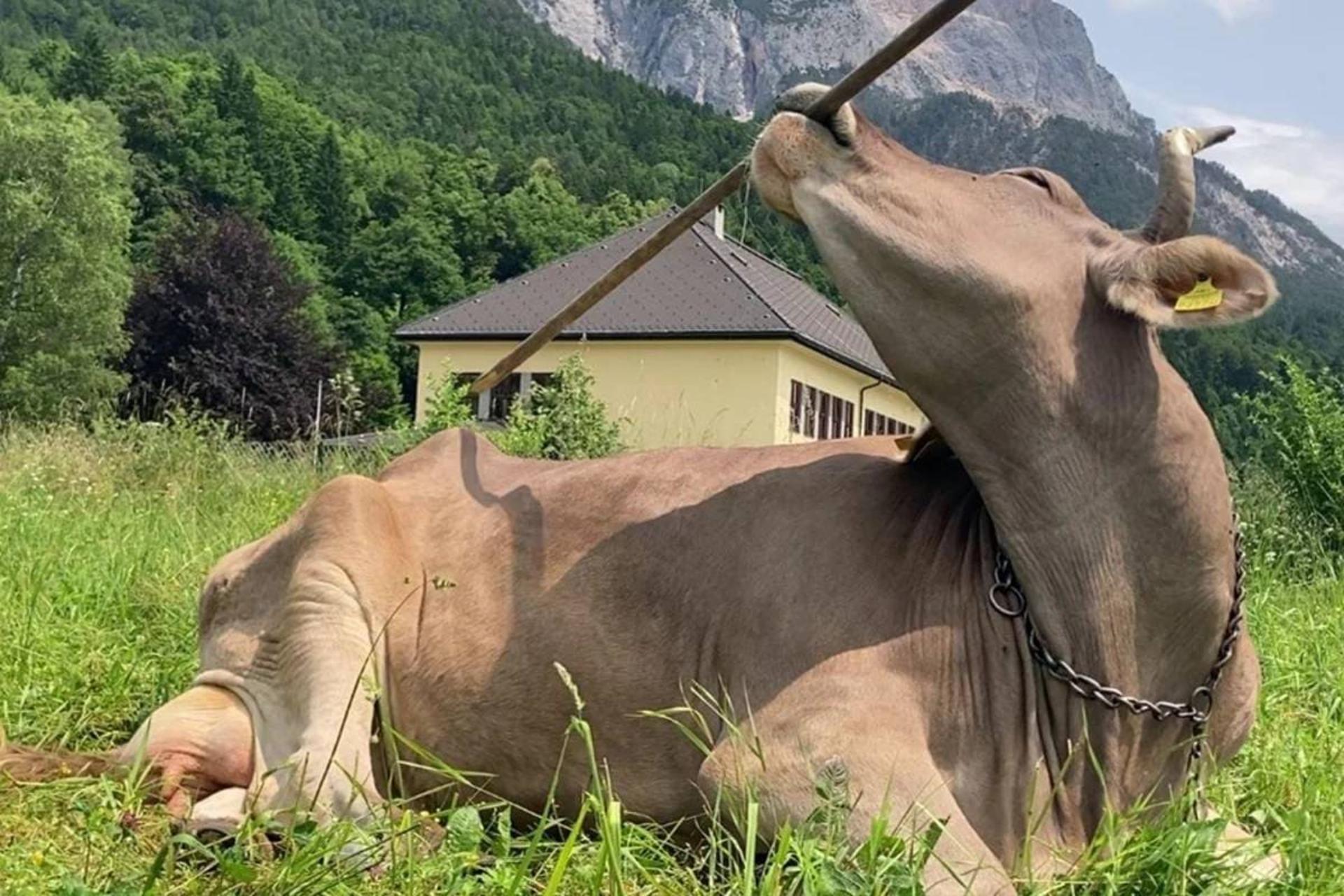 گاو استفاده کننده از ابزار