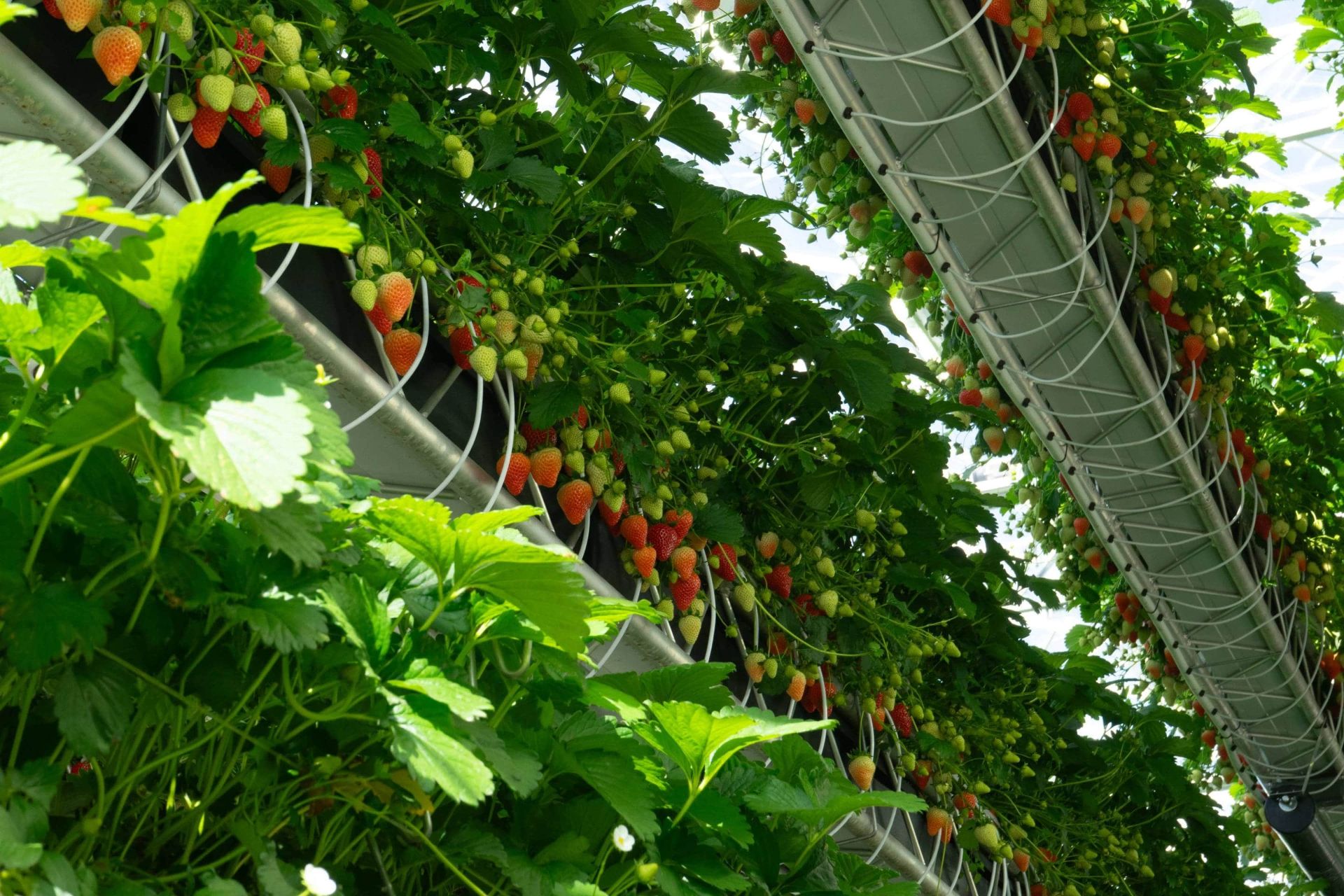 کشت عمودی توت فرنگی 