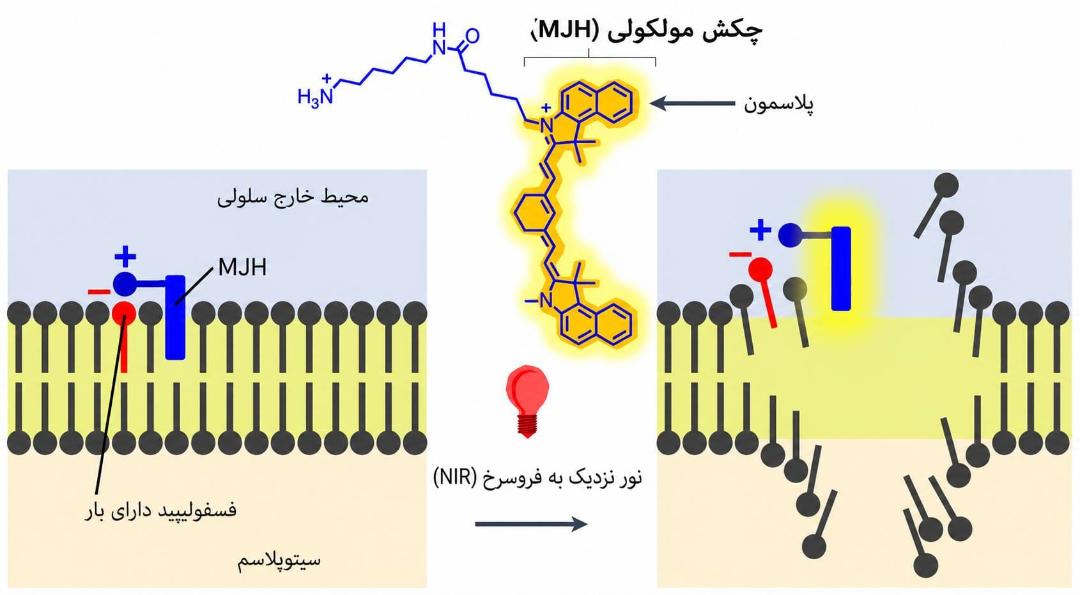 عملکرد چکش مولکولی برای نابودی سلول سرطانی