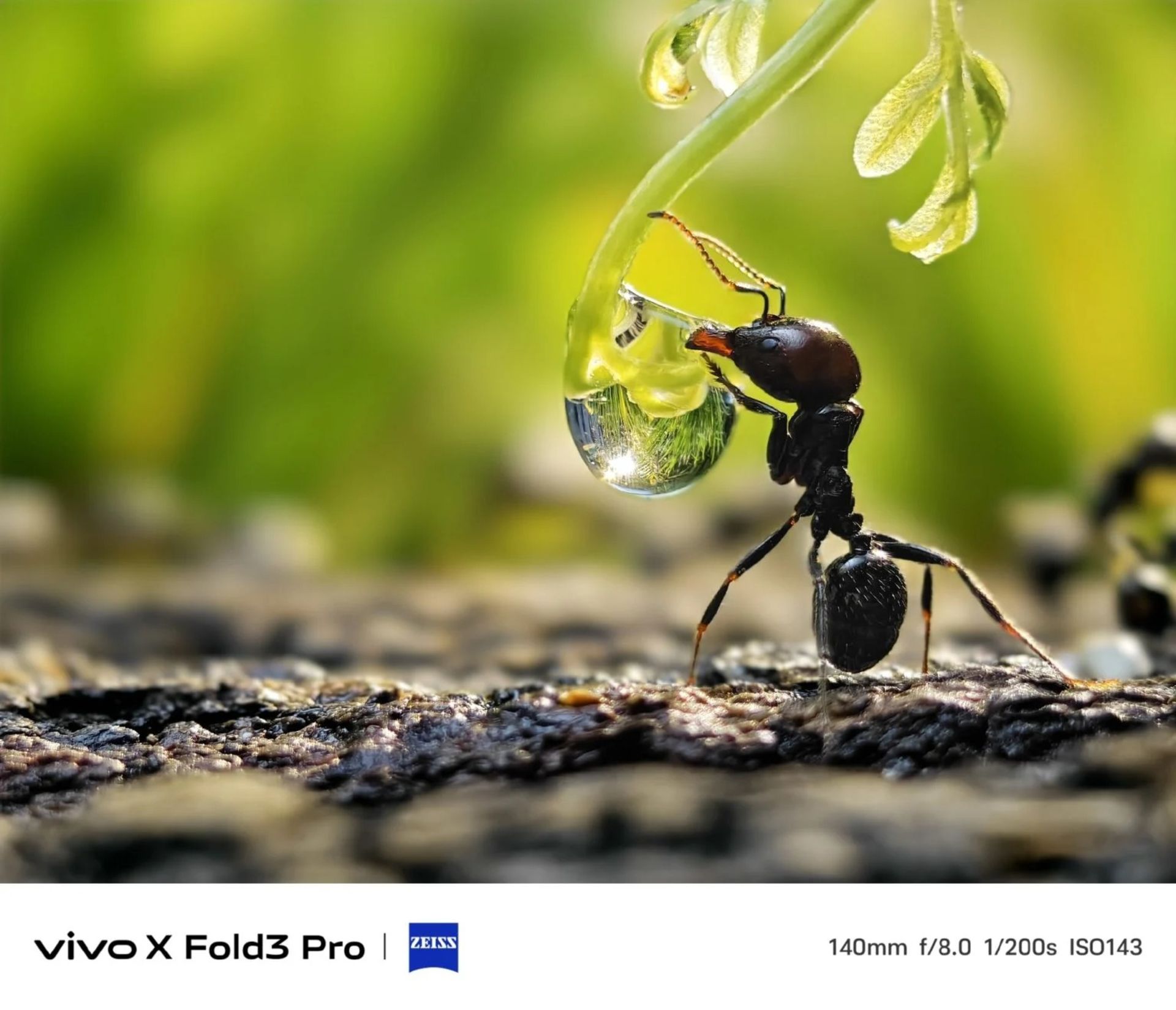 یک مورچه از نمای نزدیک نمونه‌عکس ویوو ایکس فولد ۳ پرو