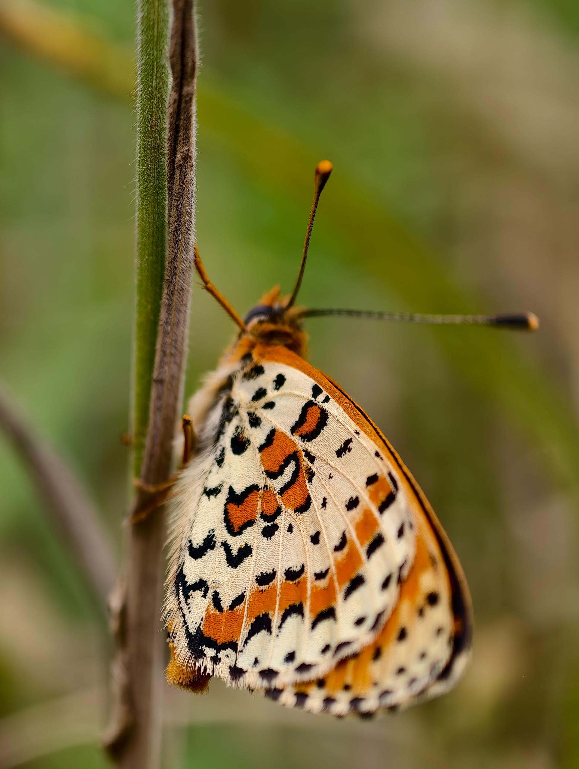 پروانه روی شاخه