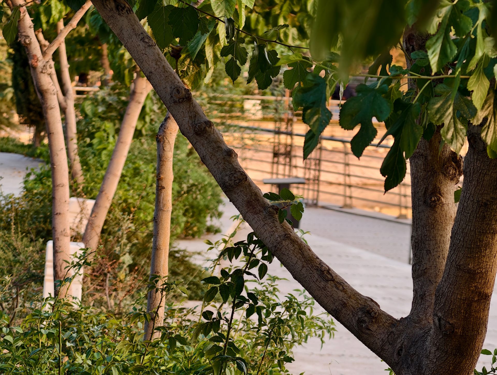 درختان مسیر پیاده روی