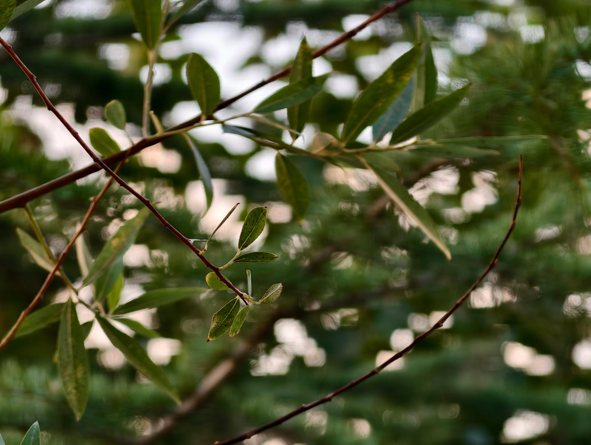 برگ درختان از نمای نزدیک