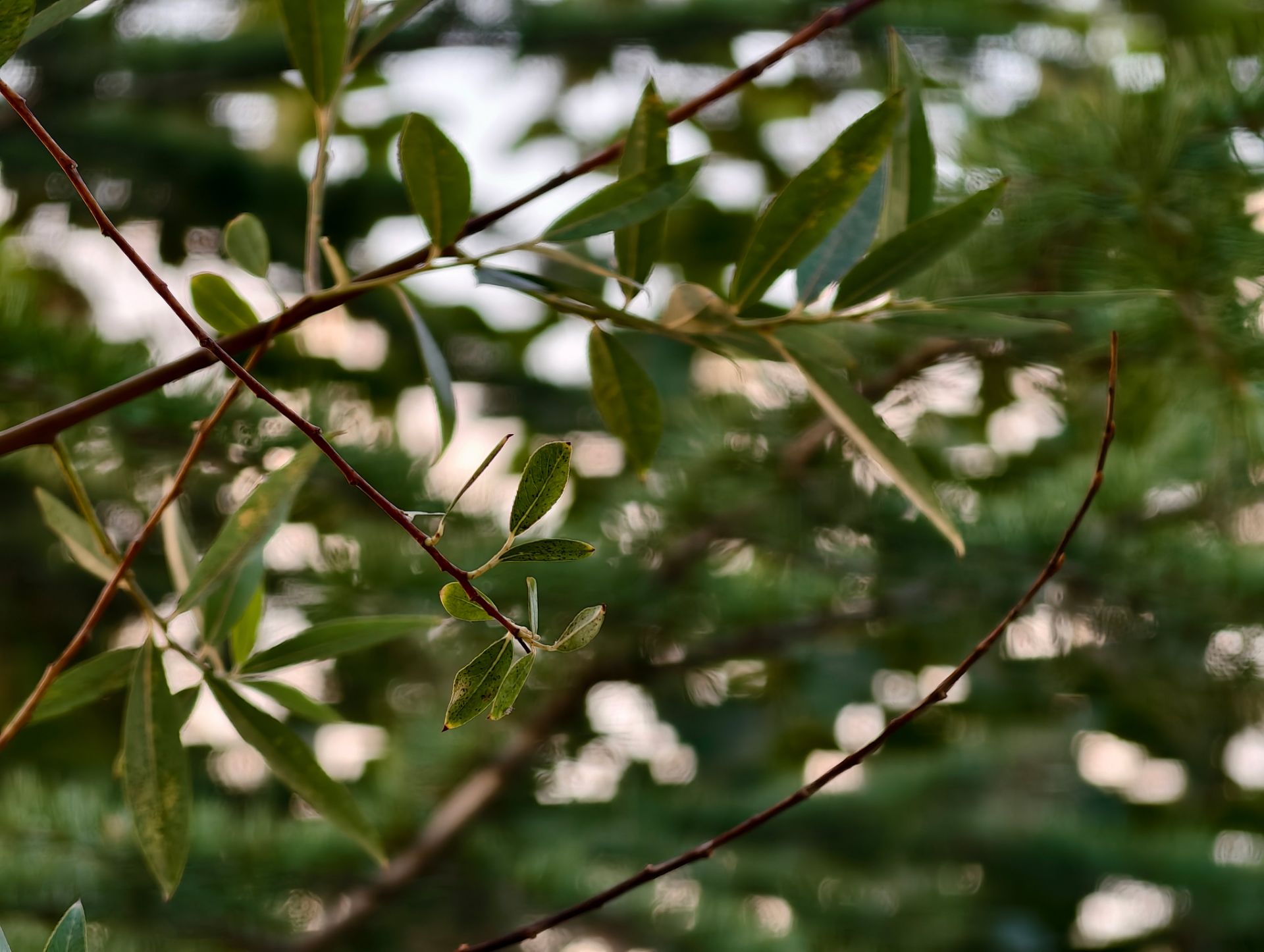 برگ درختان از نمای نزدیک