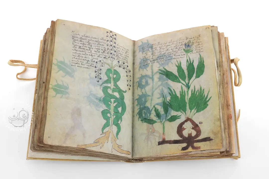 صفحات قدیمی نسخه ووینیچ (Voynich Manuscript) با تصاویر گیاهان و نوشته‌های ناشناخته