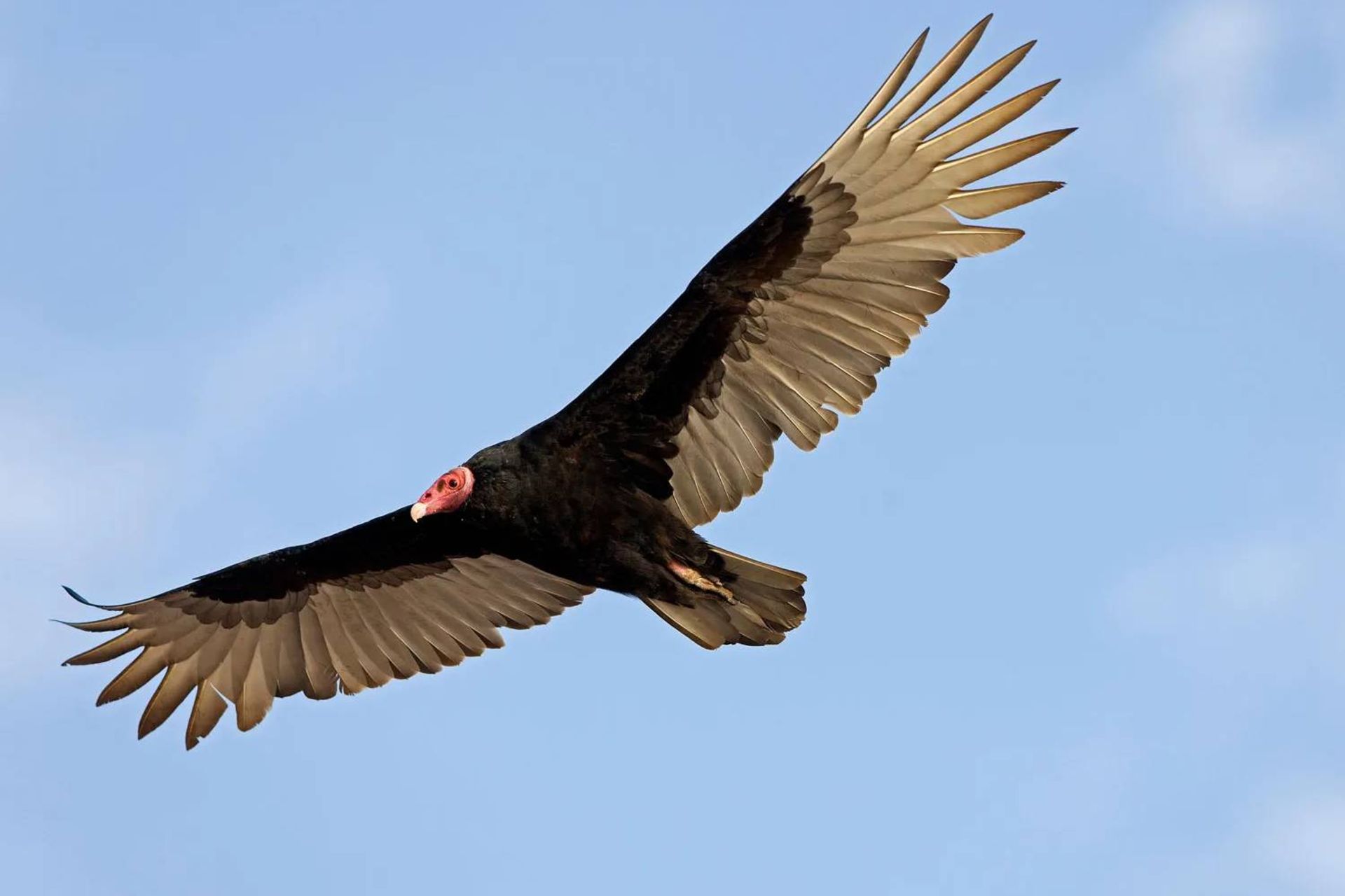 کرکس درحال پرواز