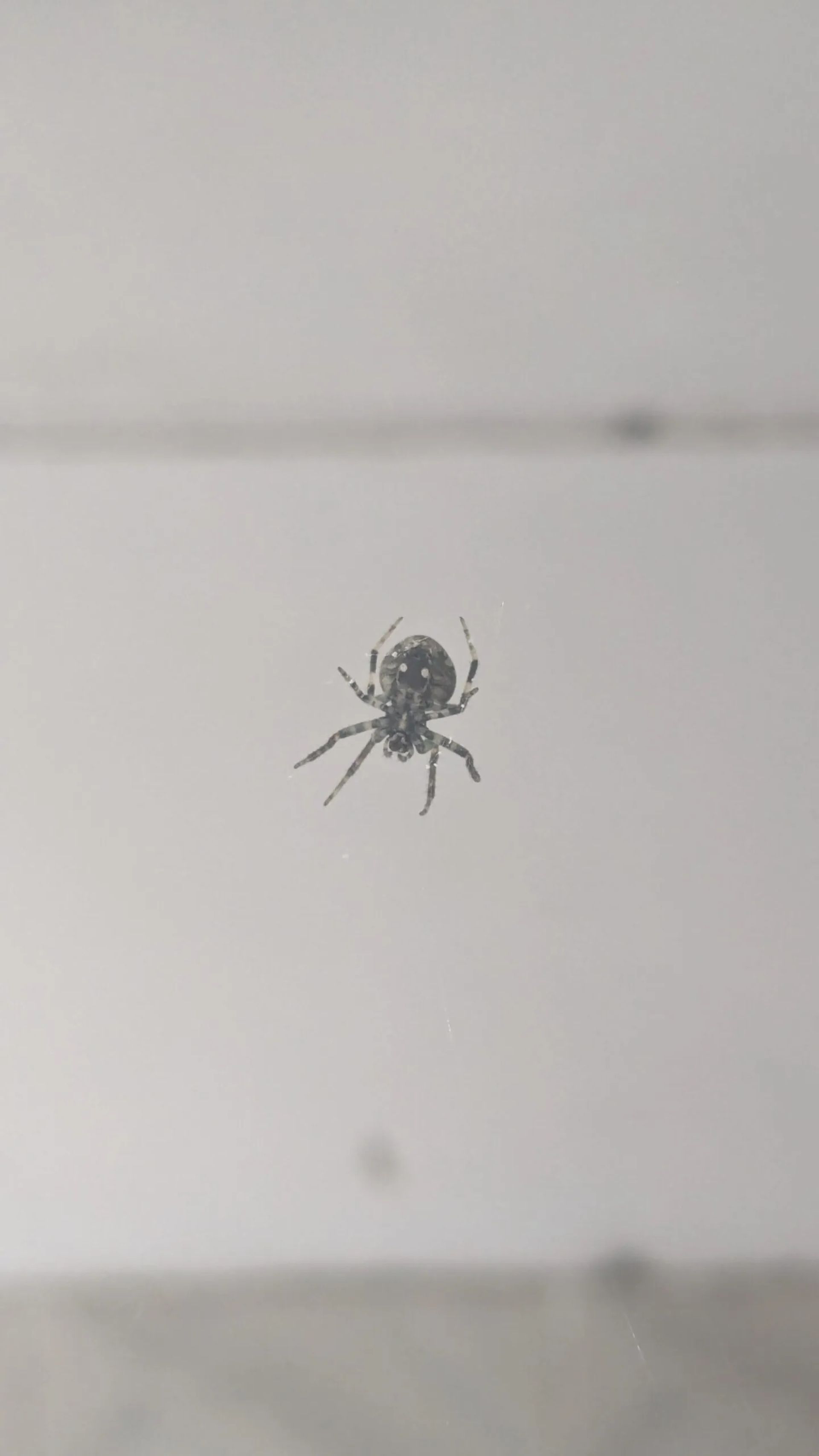 والپیپر موبایل با منظره‌ی عنکبوت