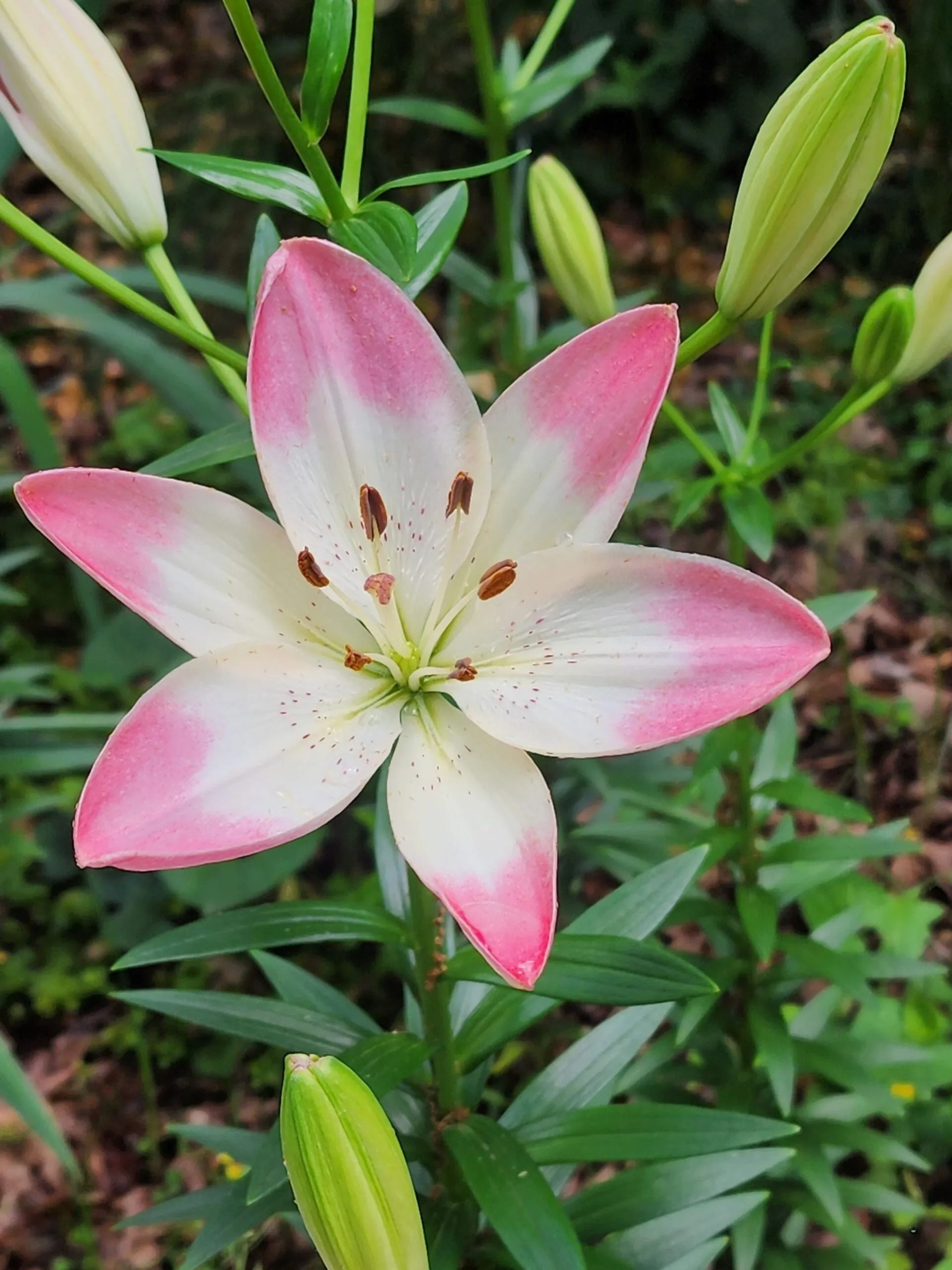 والپیپر موبایل با منظره‌ی گل