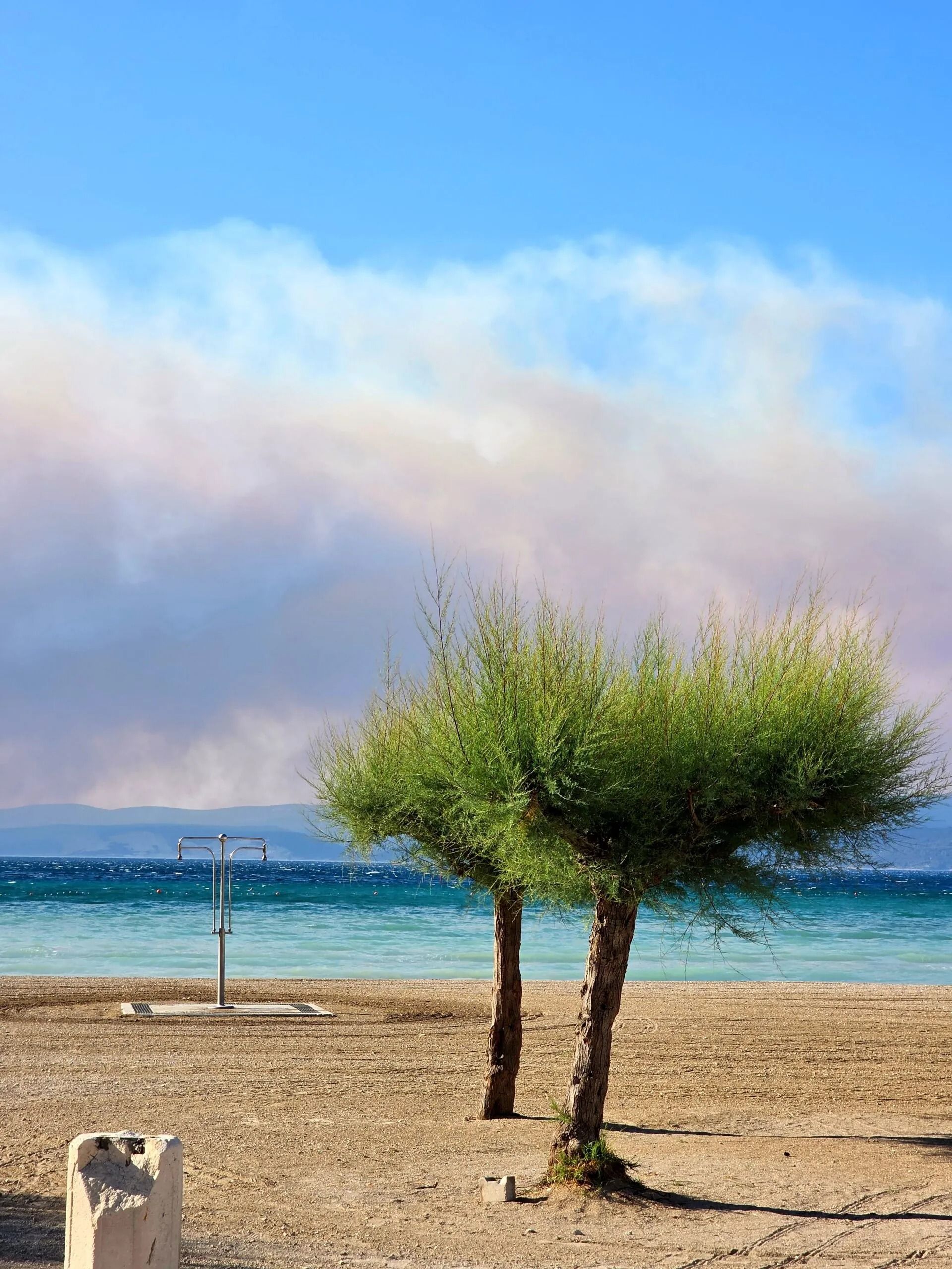 والپیپر موبایل با منظره‌ی ساحل و درخت
