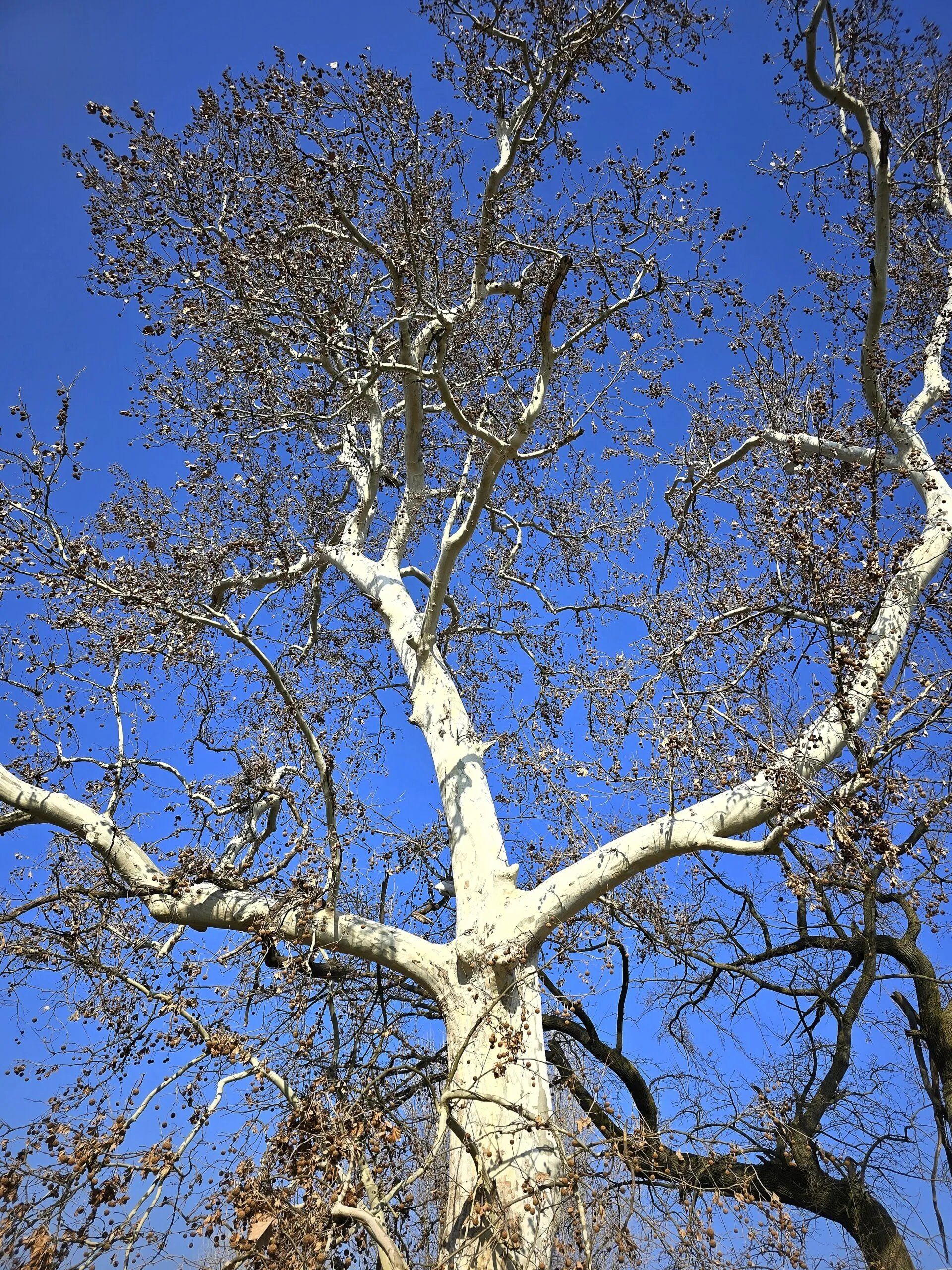 والپیپر طبیعیت