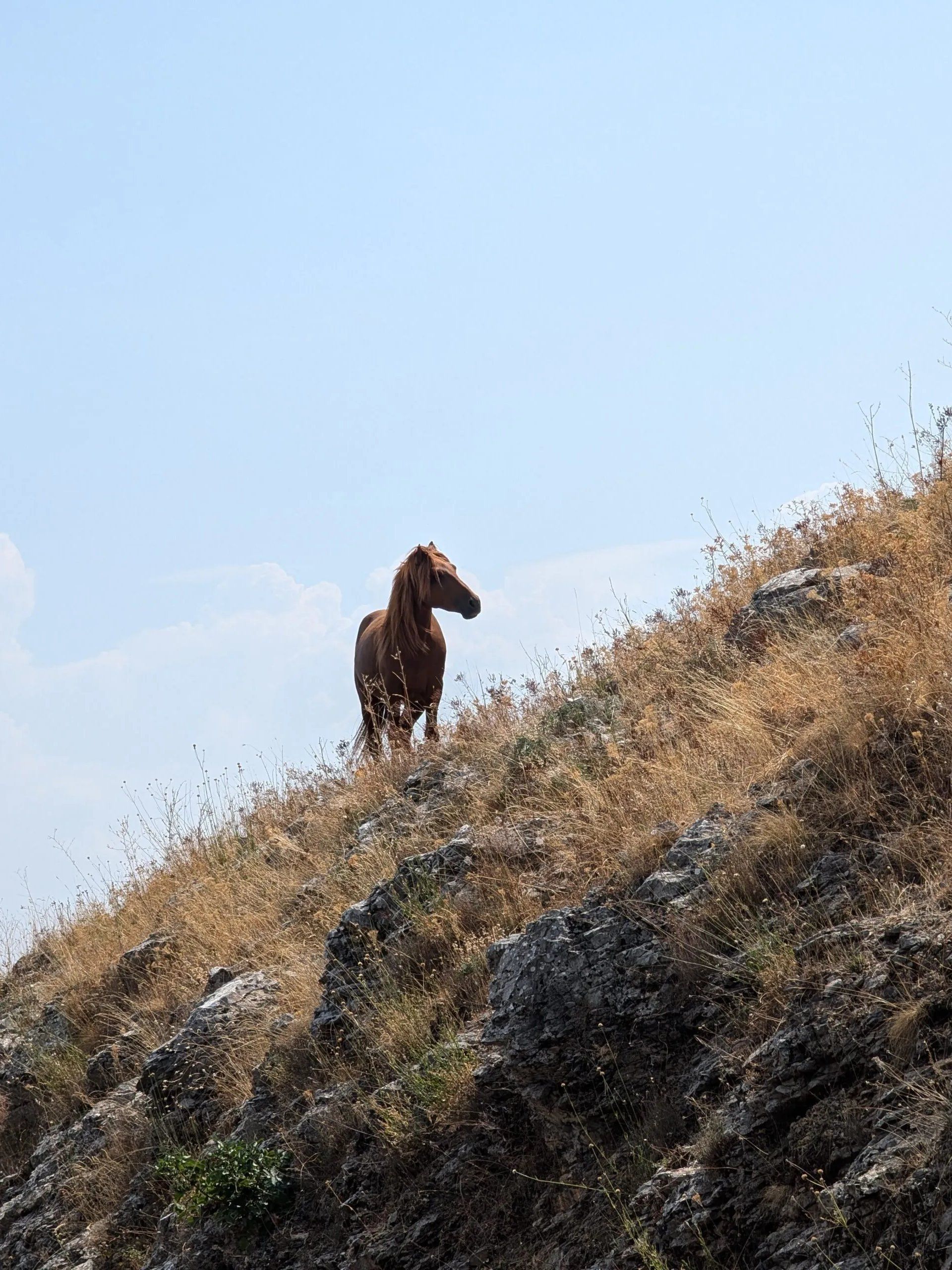 والپیپر طبیعیت