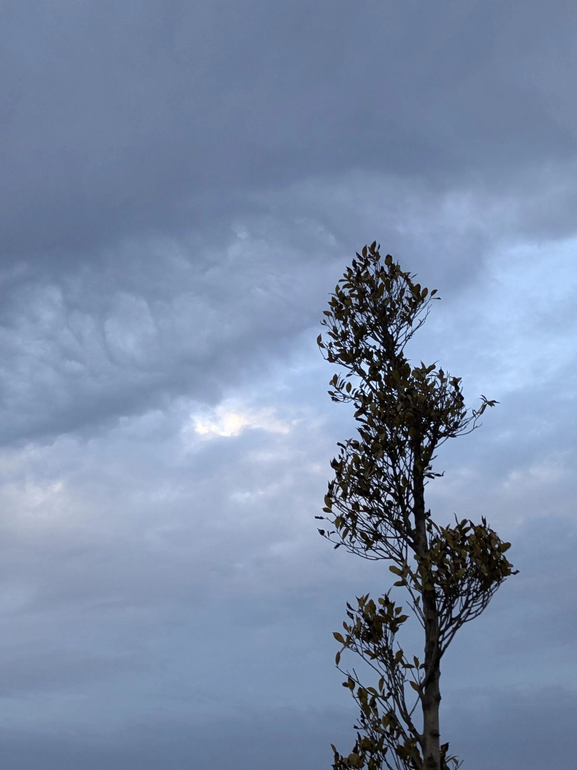 والپیپر طبیعیت