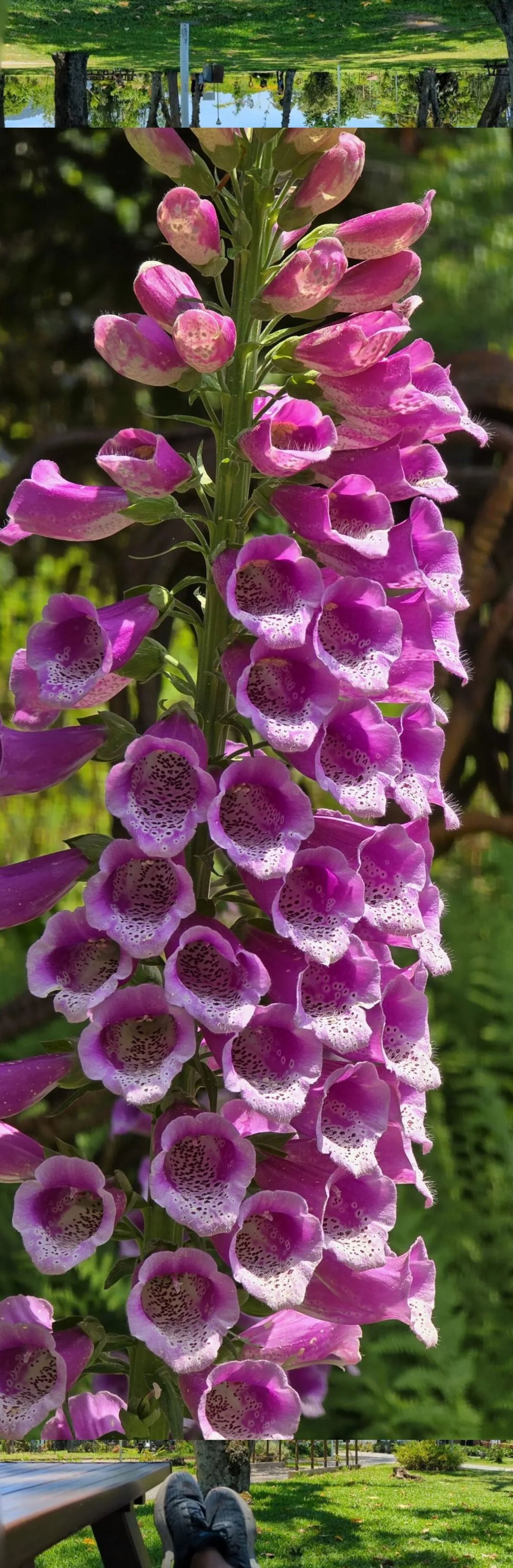 والپیپر عمودی طبیعت