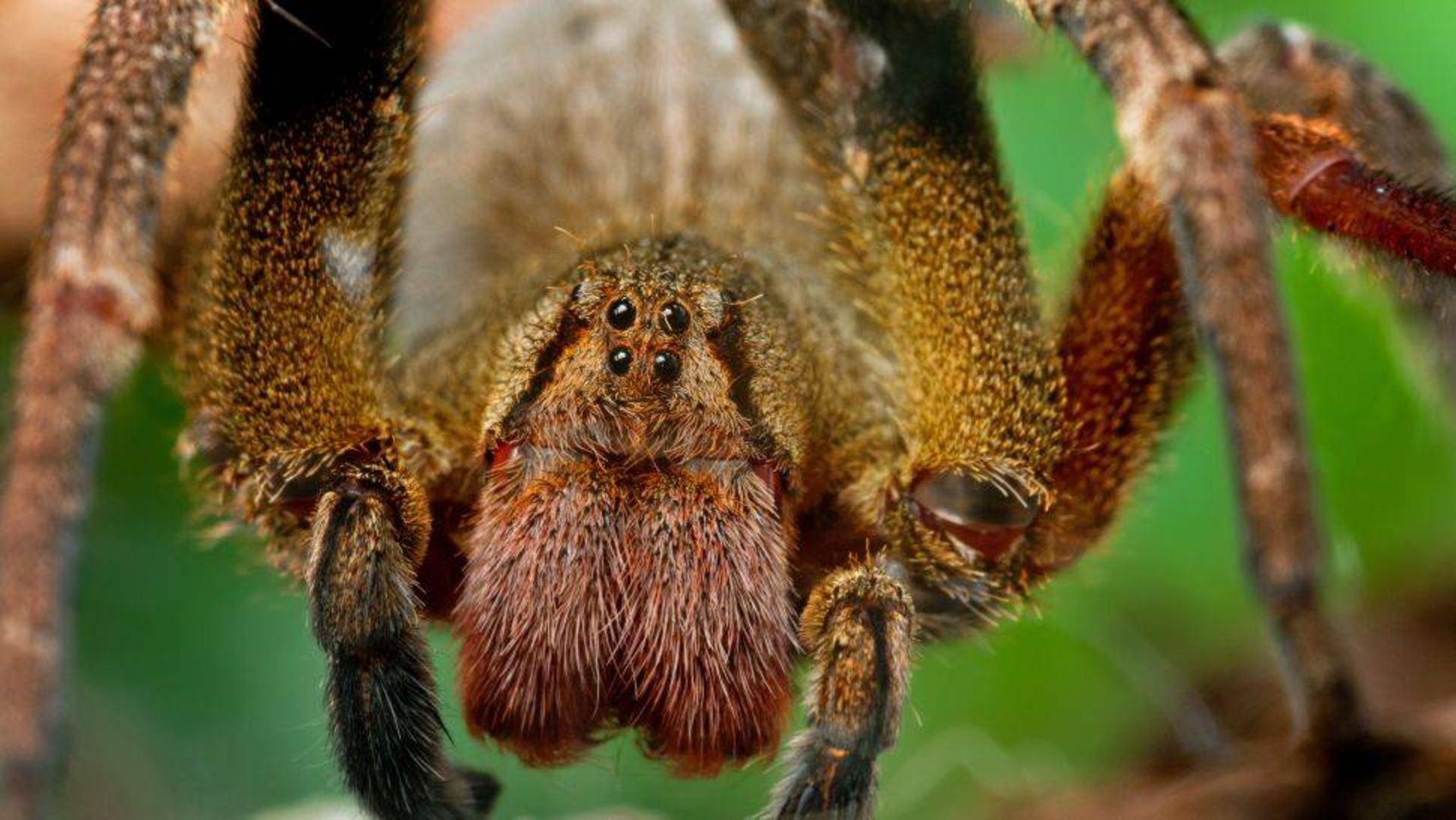 عنکبوت‌ سرگردان برزیلی