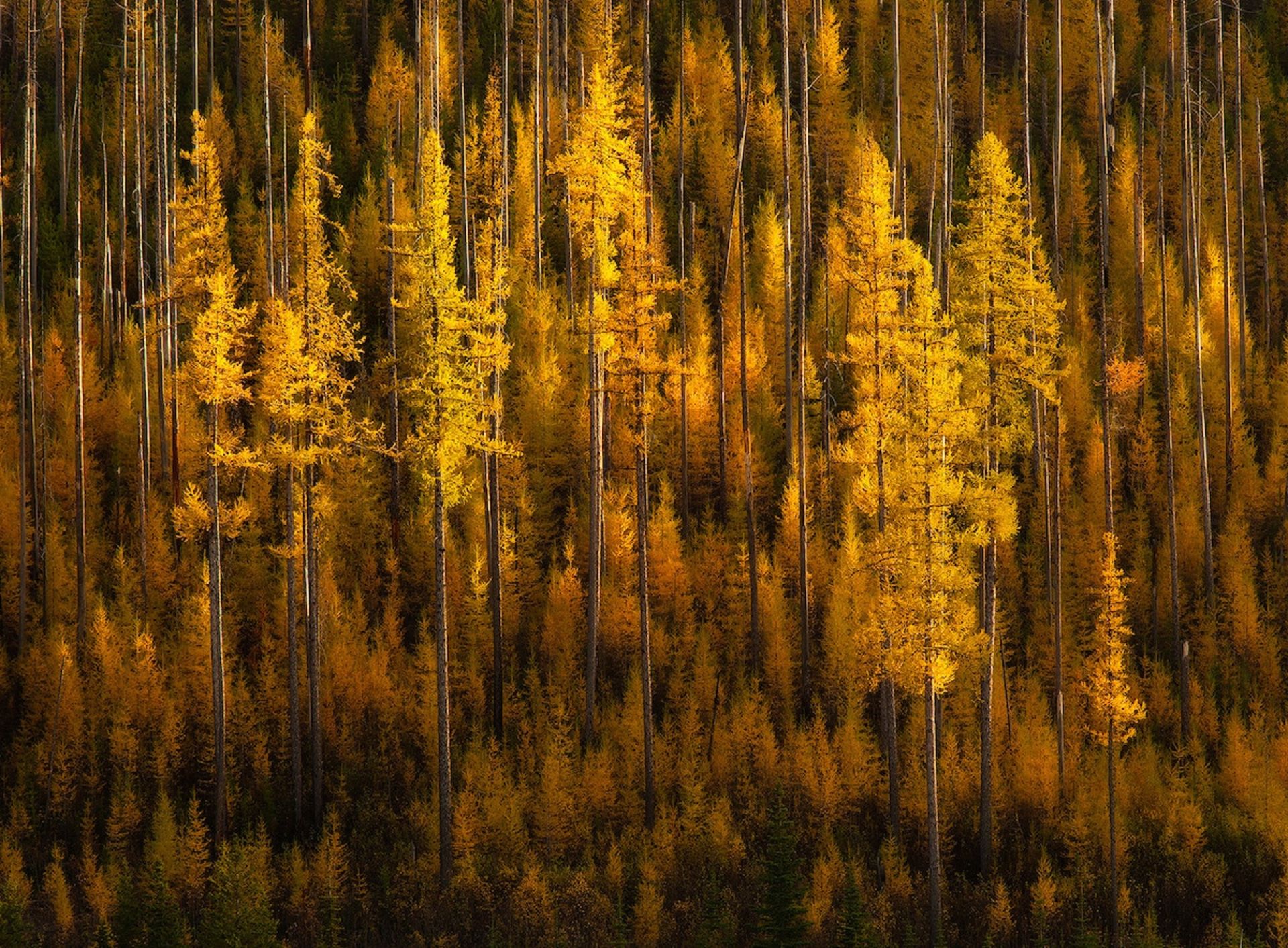 درختان زرد پاییزی رشته کوه کتل شرمن پس  واشنگتن