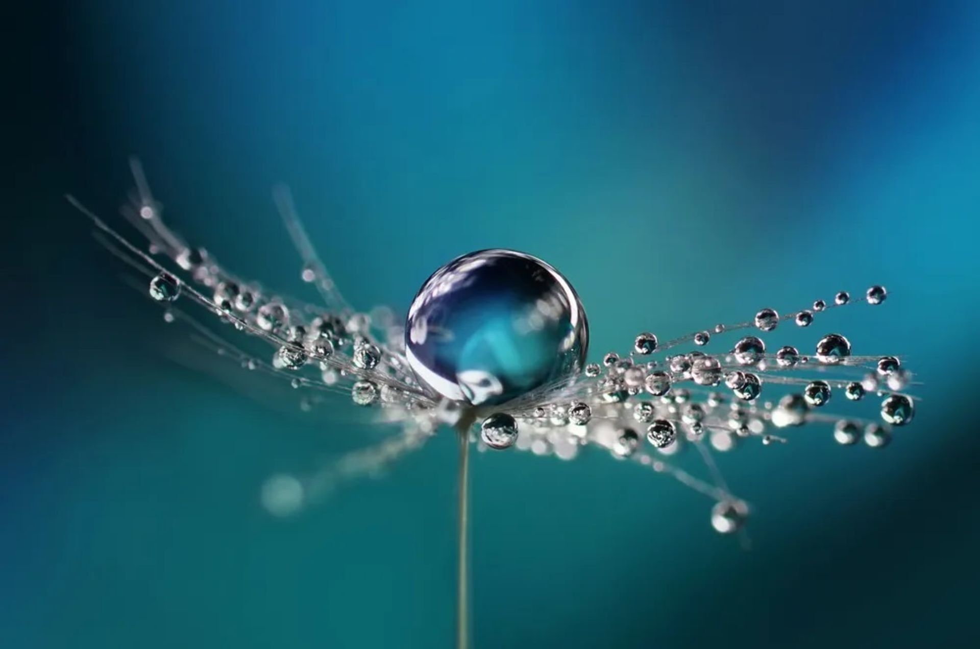 قطره آب روی گیاه