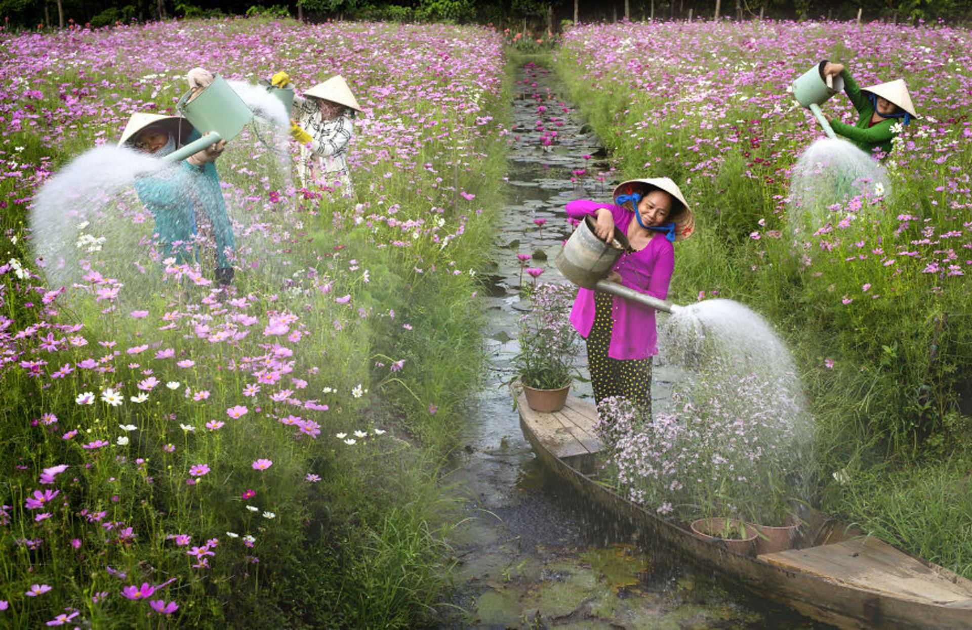 آب دادن به گل ها کارگران ویتنامی در مزرعه گل