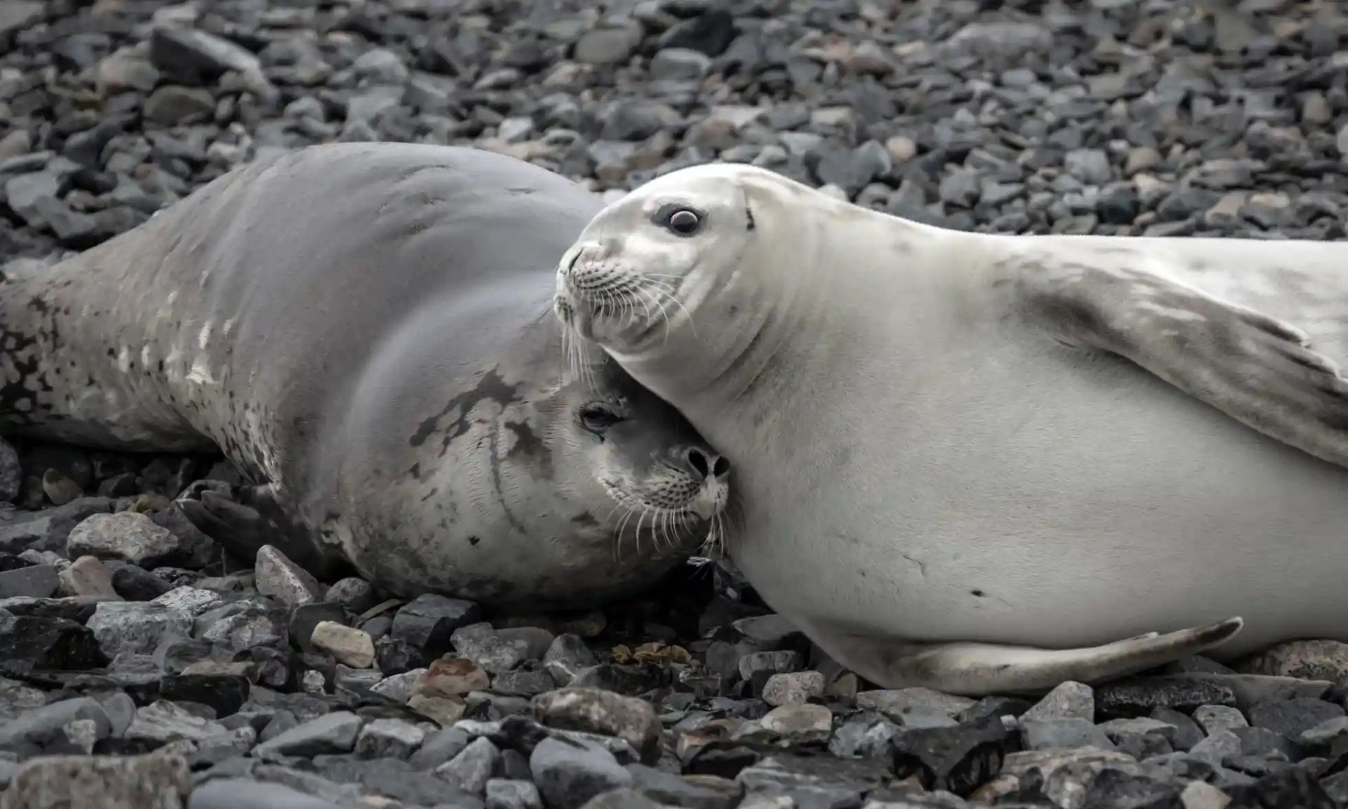 دو فک خرچنگ‌خوار در قطب جنوب 