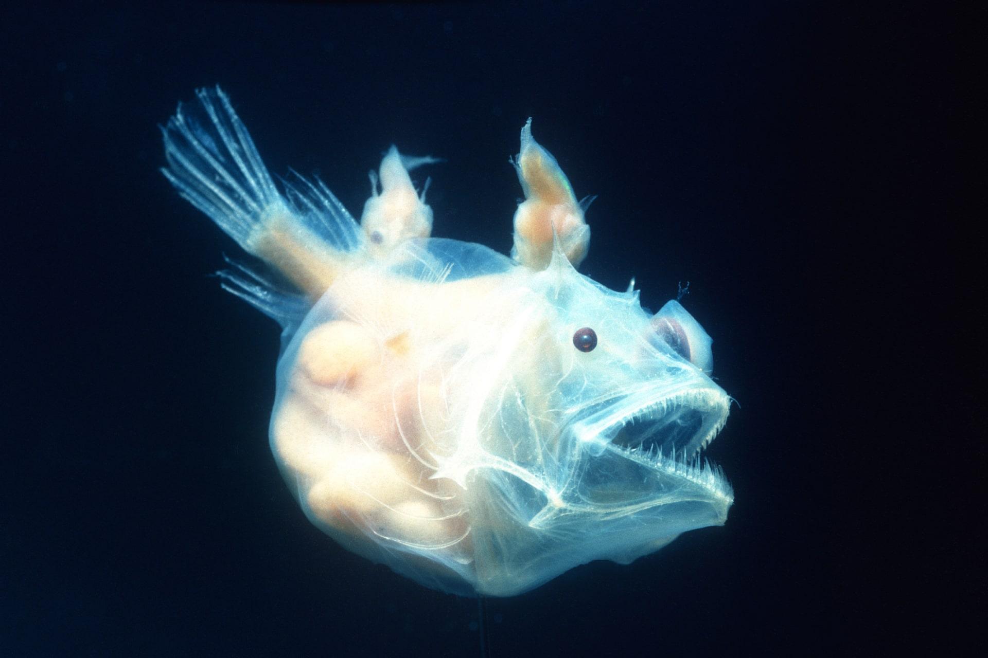 قلابچه‌ ماهی ماده سفید زمینه سرمه‌ای