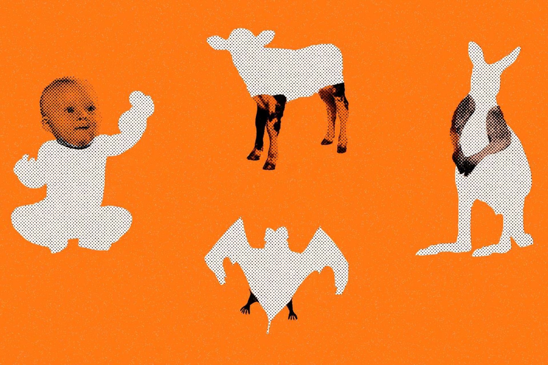 اندام‌های عجیب و نامتناسب نوزادان پستانداران