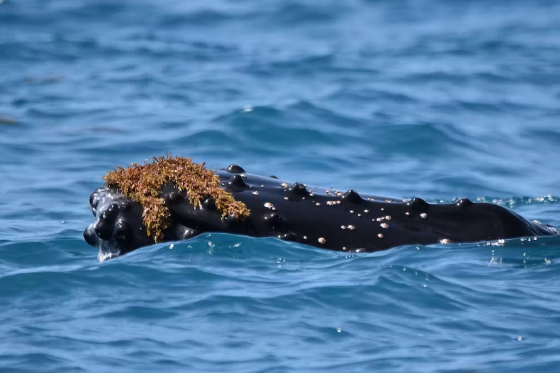 نهنگ با کلاه جلبک دریایی