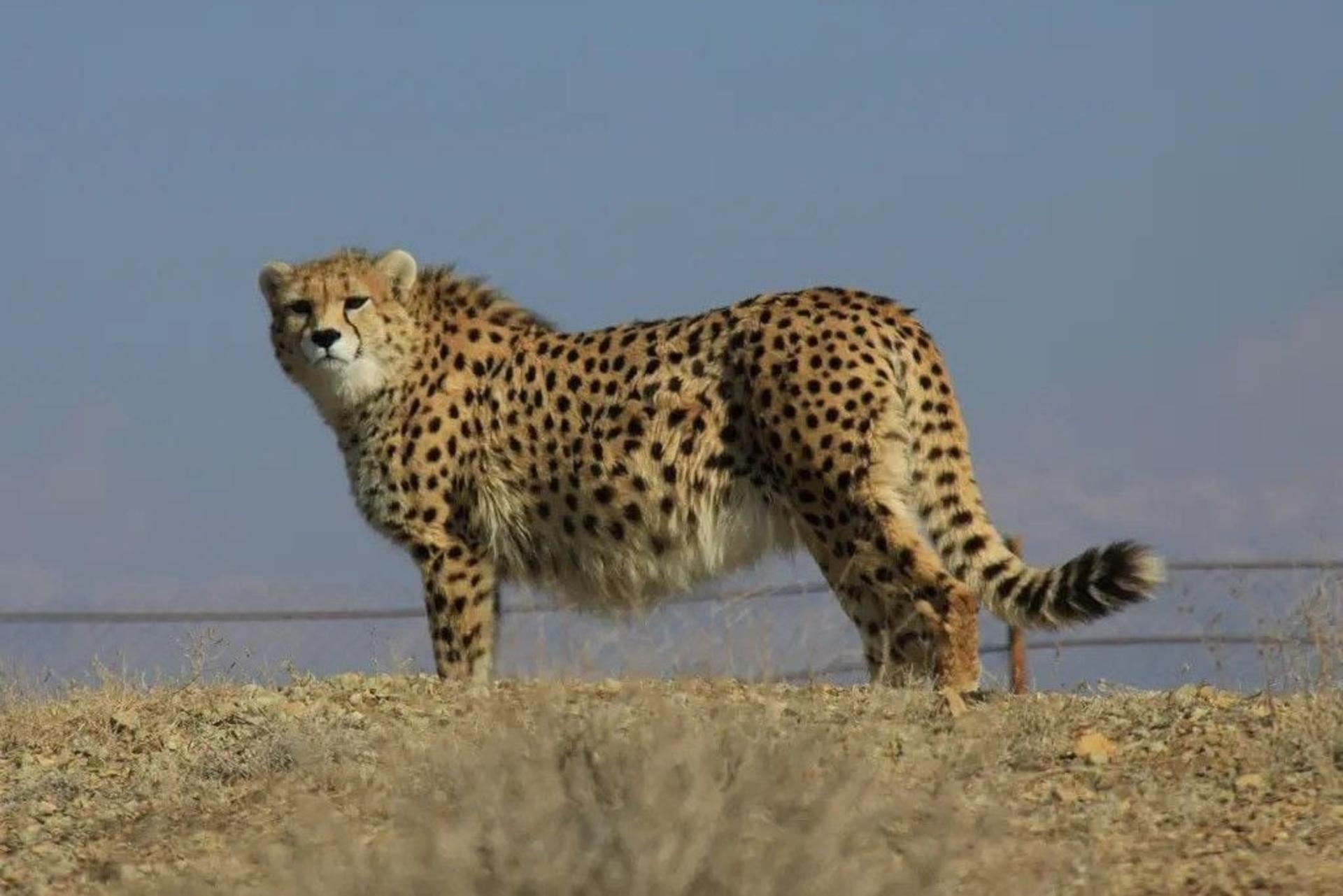 یوزپلنگ