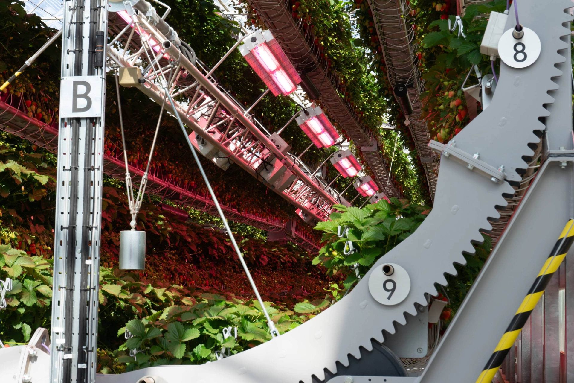 کشت توت فرنگی