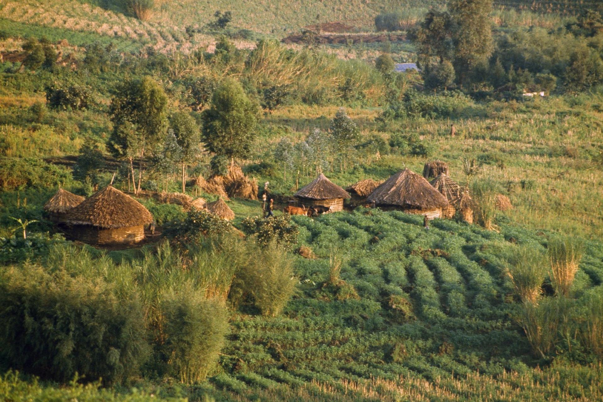 دهکده کشاورزی سنتی و مزارع شخم زده در جمهوری دموکراتیک کنگو