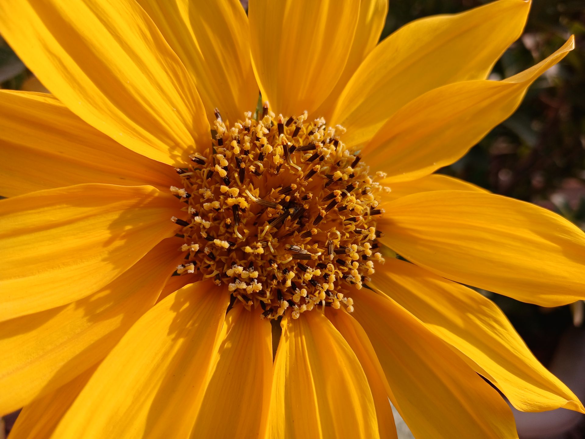 نمای نزدیک از گل زردرنگ