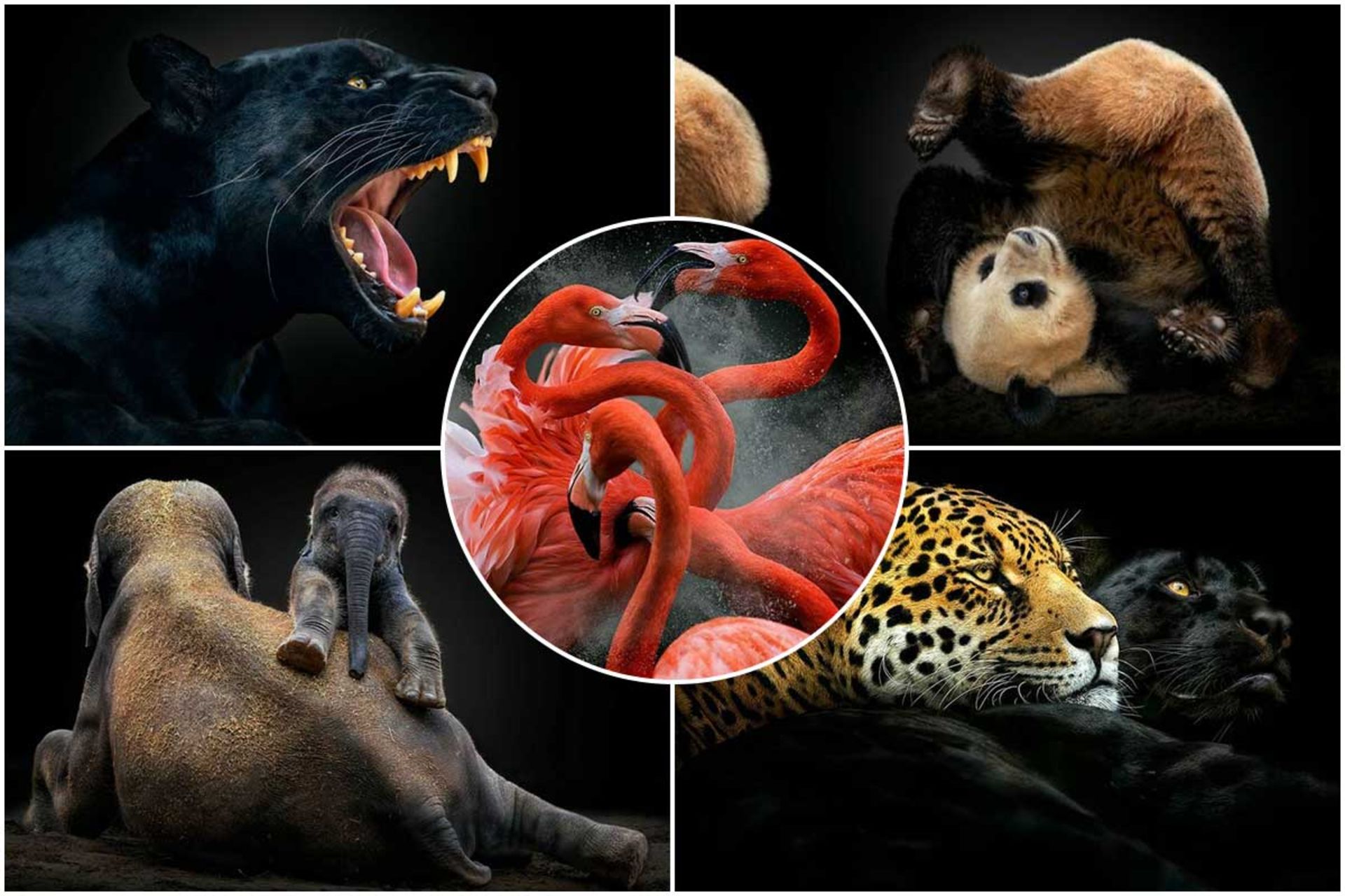 پرتره حیوانات در معرض تهدید