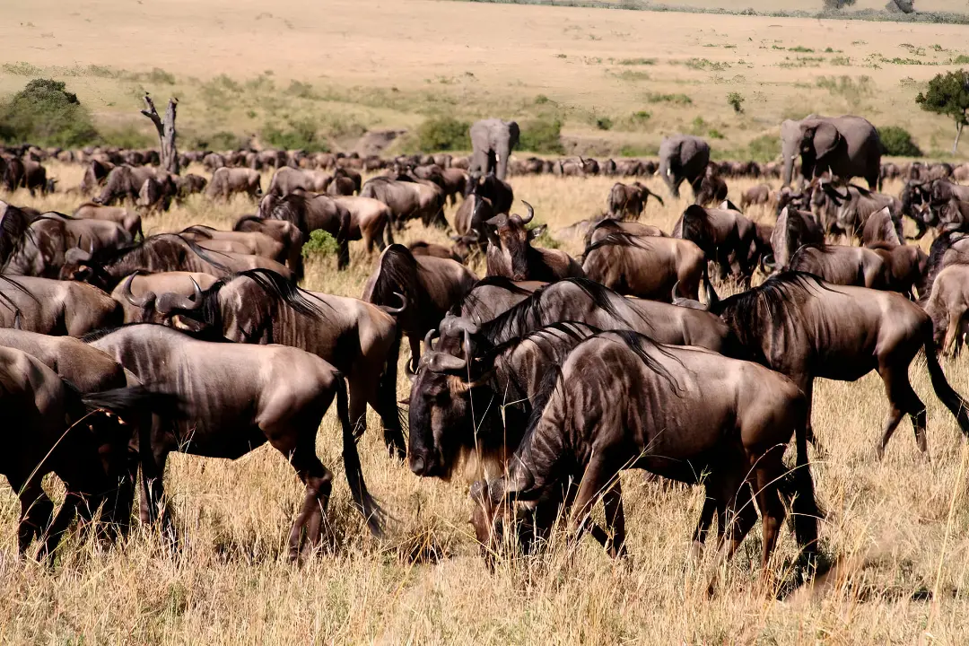 گاوهای وحشی (Wildebeest) و فیل‌ها در حال حرکت در دشت پهناور