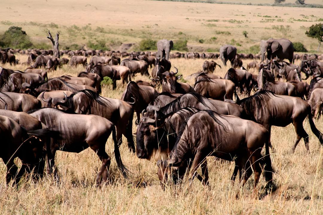گاوهای وحشی (Wildebeest) و فیل‌ها در حال حرکت در دشت پهناور