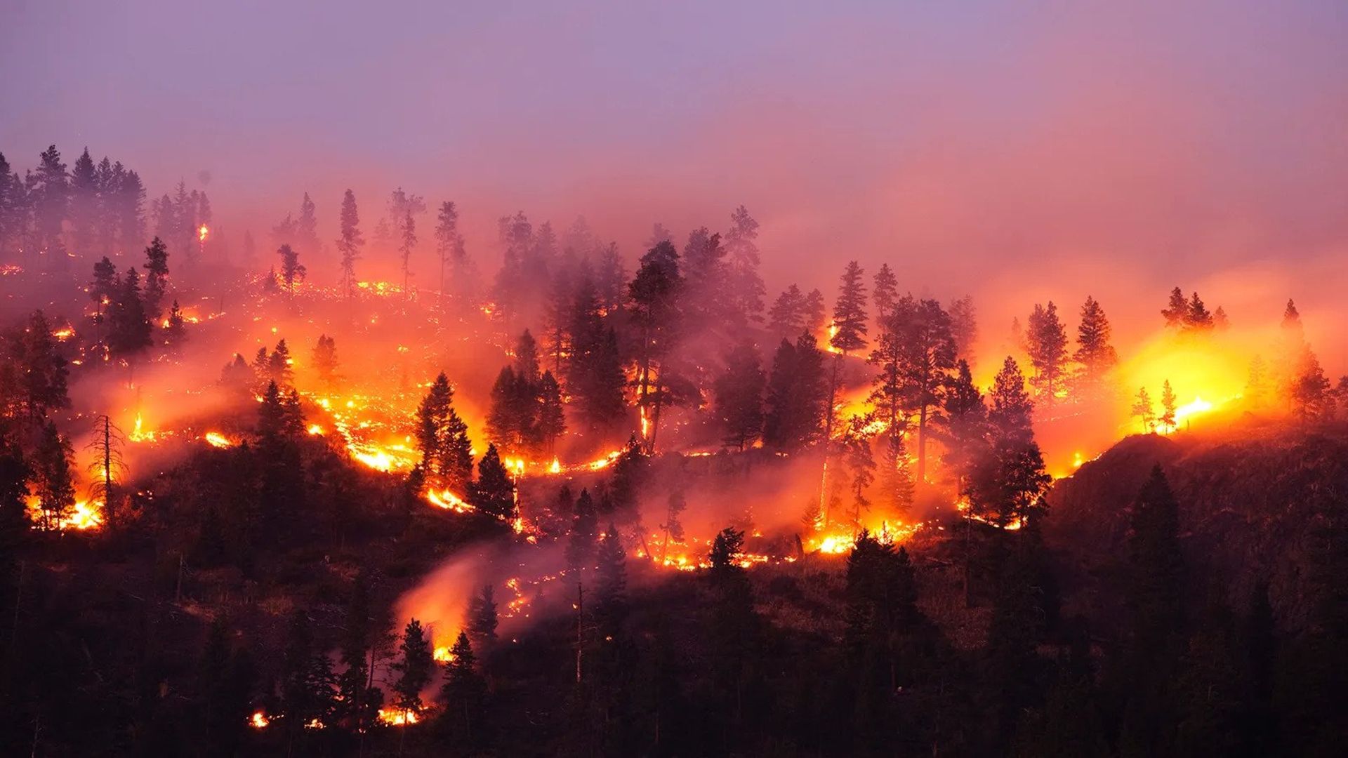 آتش‌سوزی در جنگل