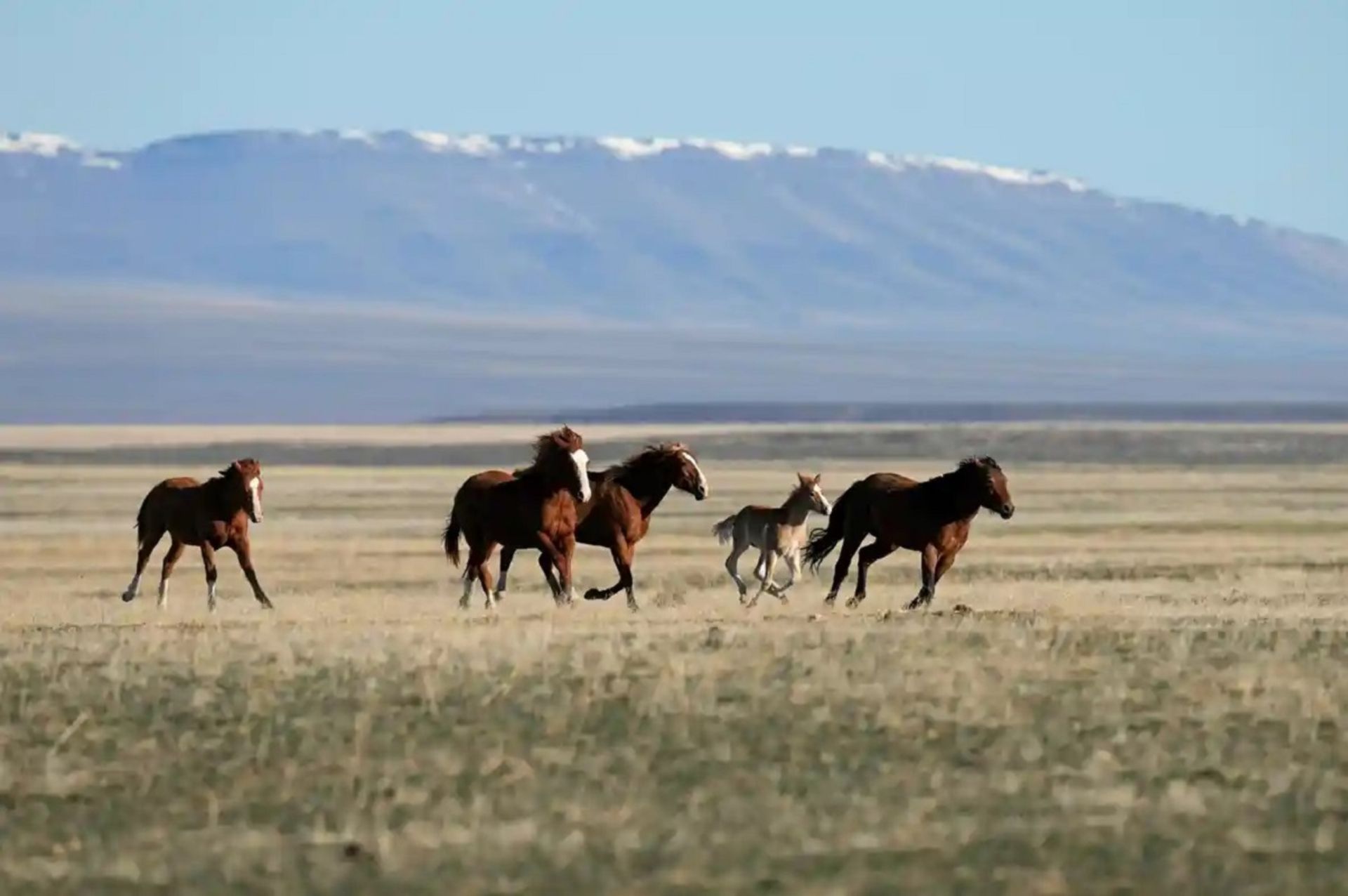 اسب‌های وحشی در دشت‌های نوادا