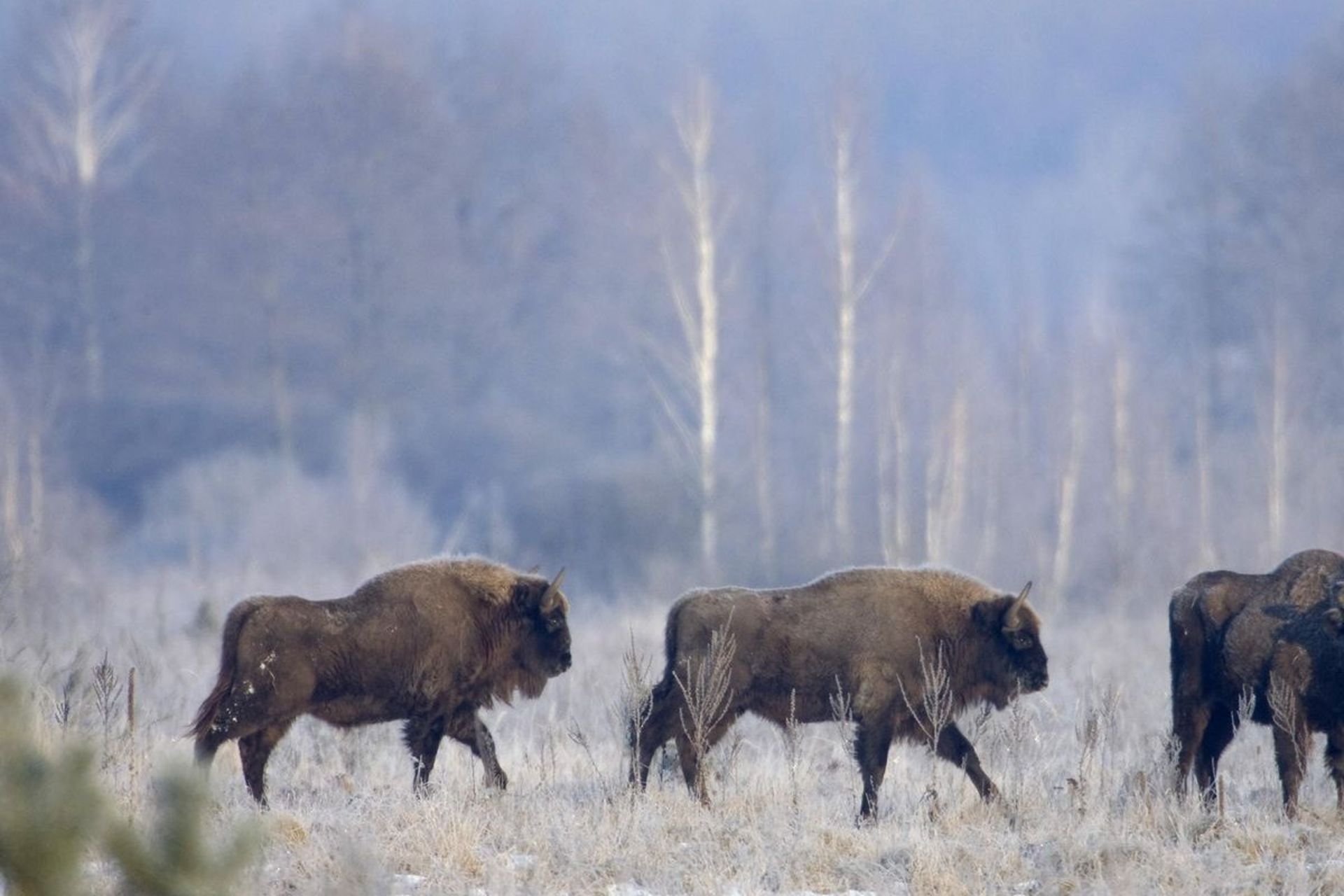 حیات وحش در چرنوبیل