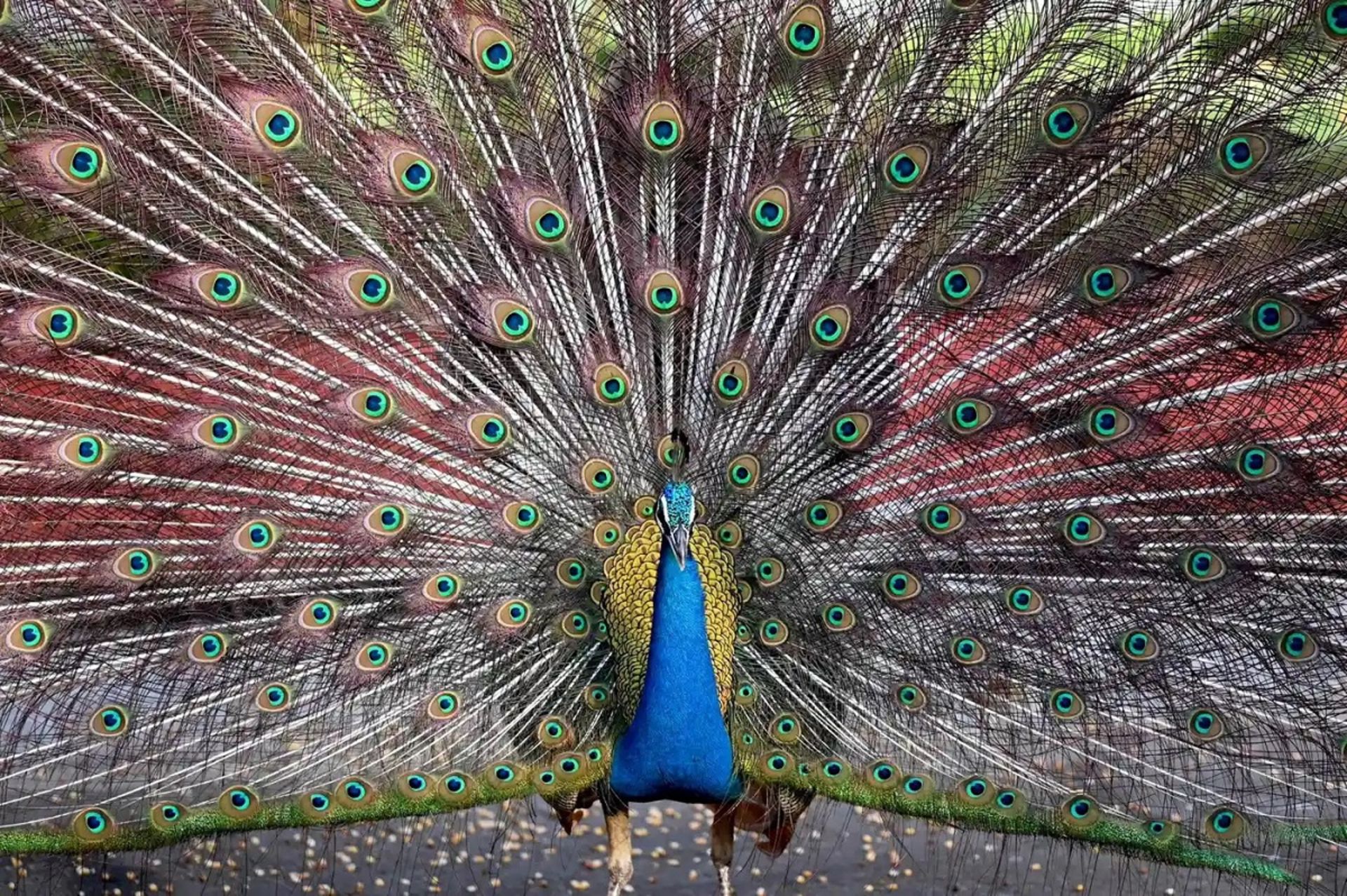 پر گشایی طاووس
