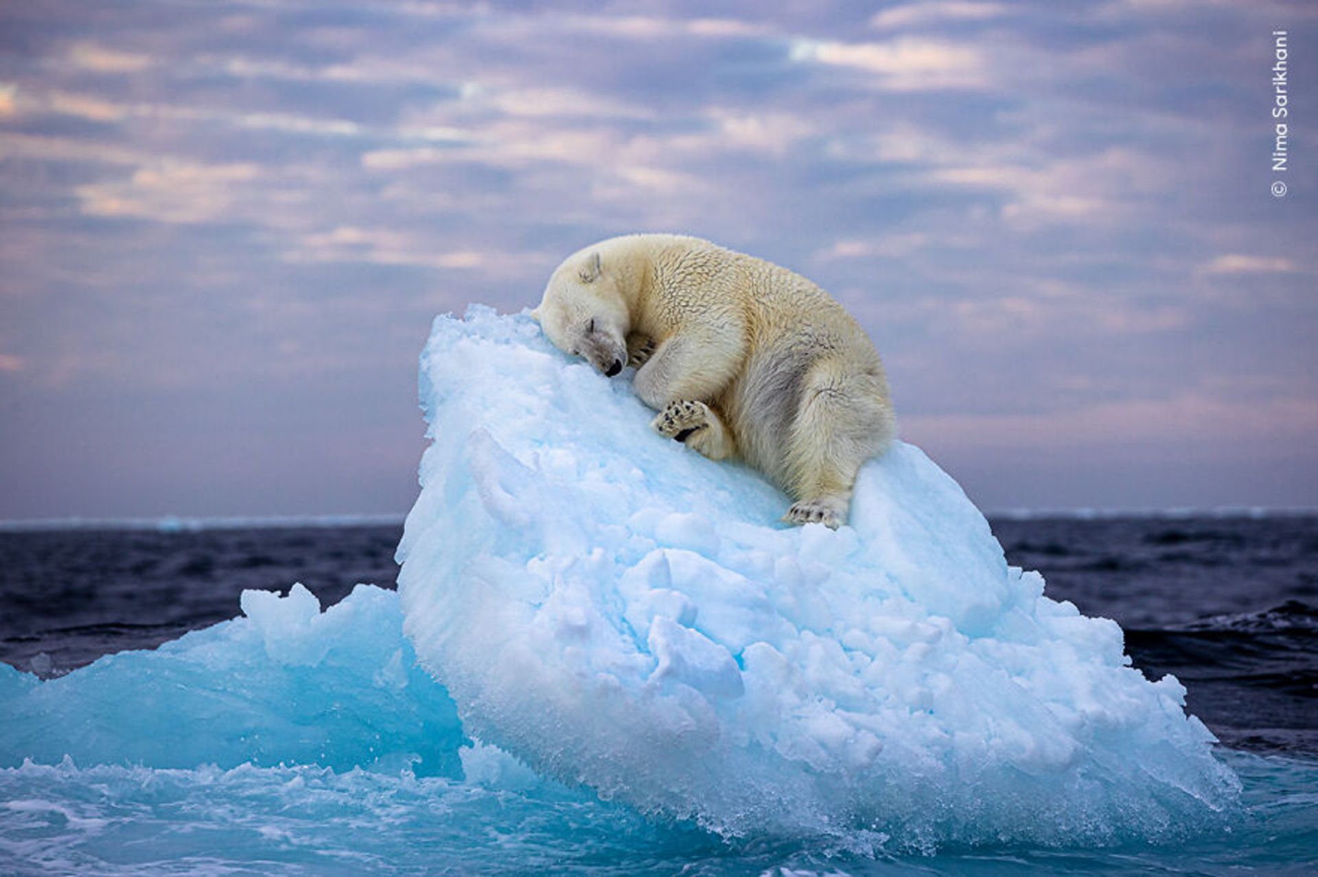 خواب خرس قطبی روی یک تکه یخ برنده انتخاب مردمی عکاس سال حیات وحش ۲۰۲۳