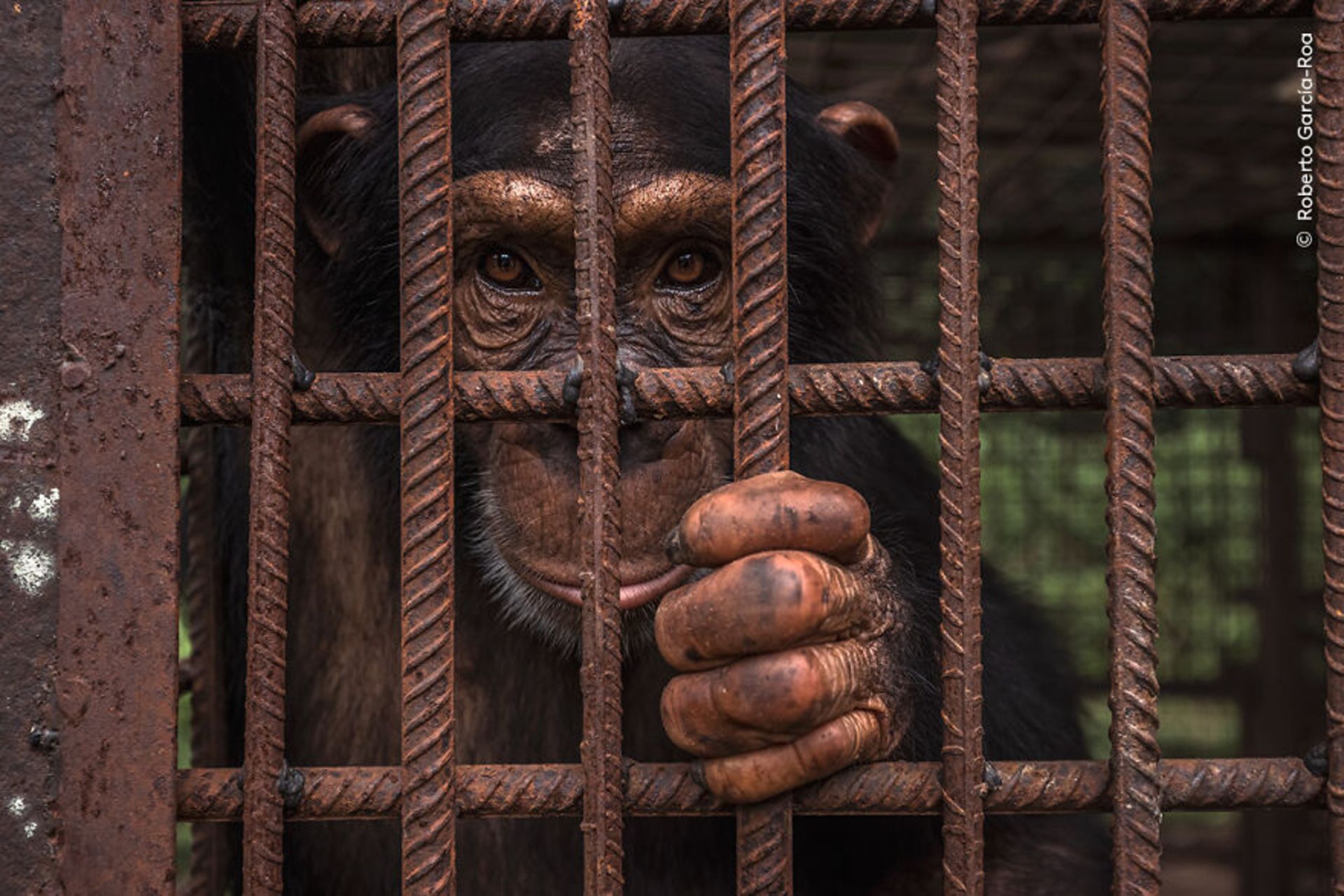 شامپانزه پشت میله قفس