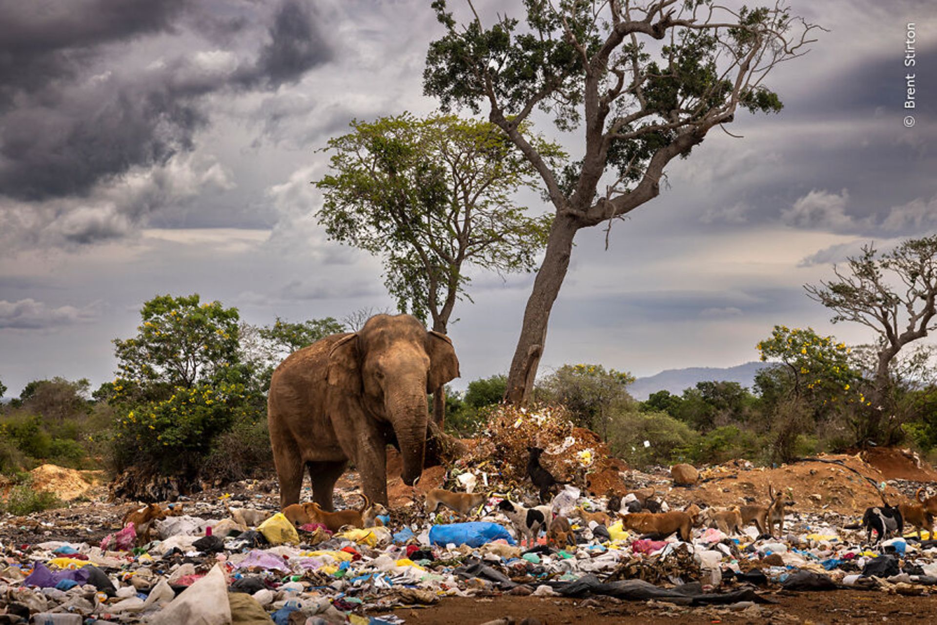 فیل بین زباله ها