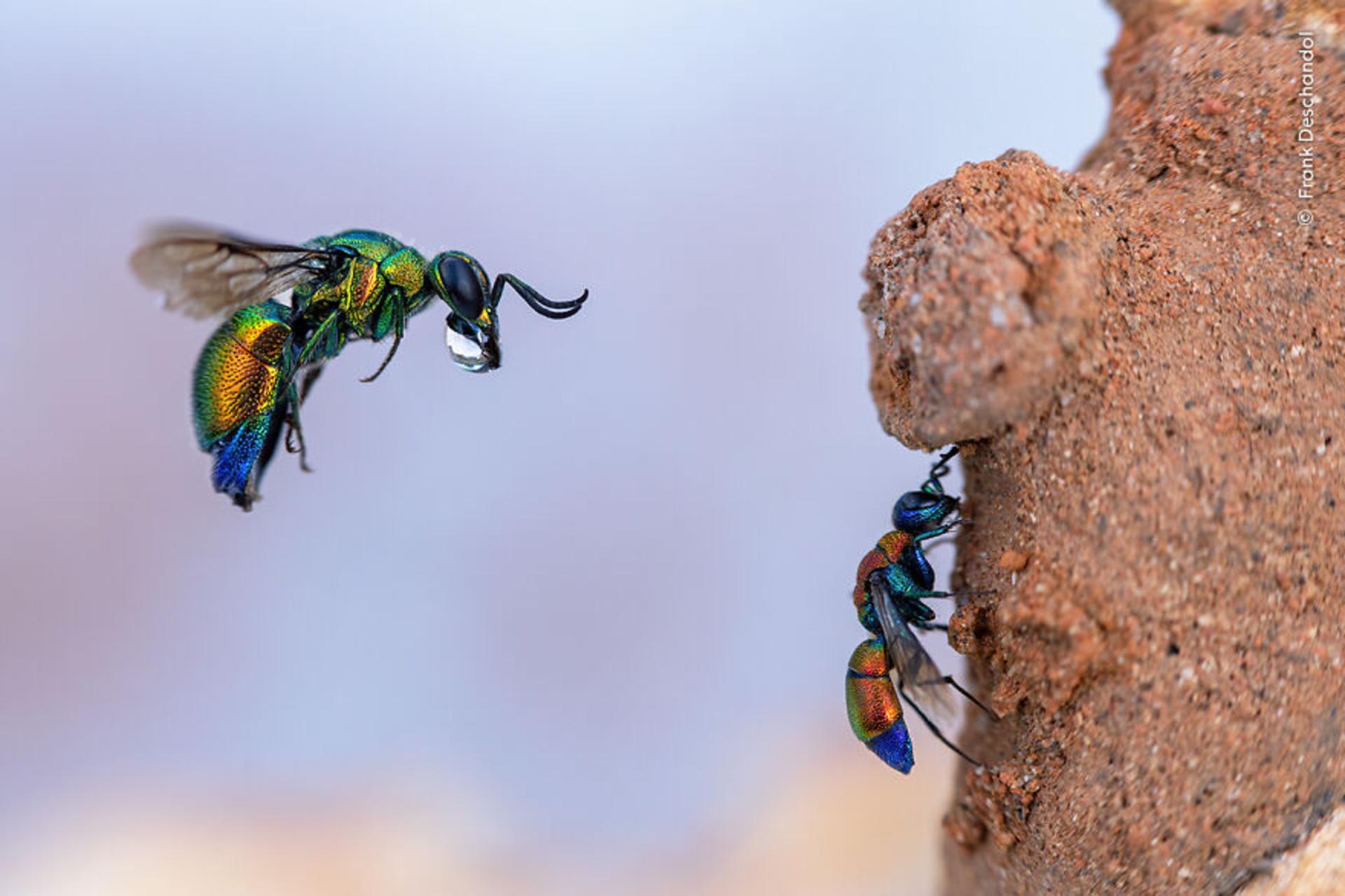 زنبور فاخته