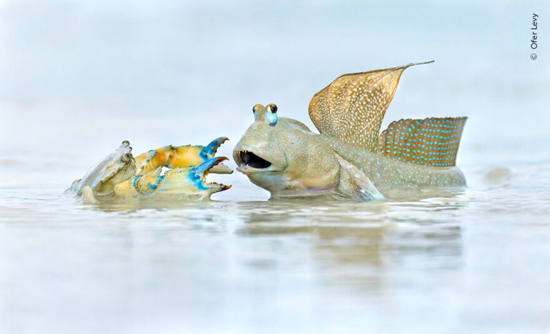 ماهی های گلخورک در آب