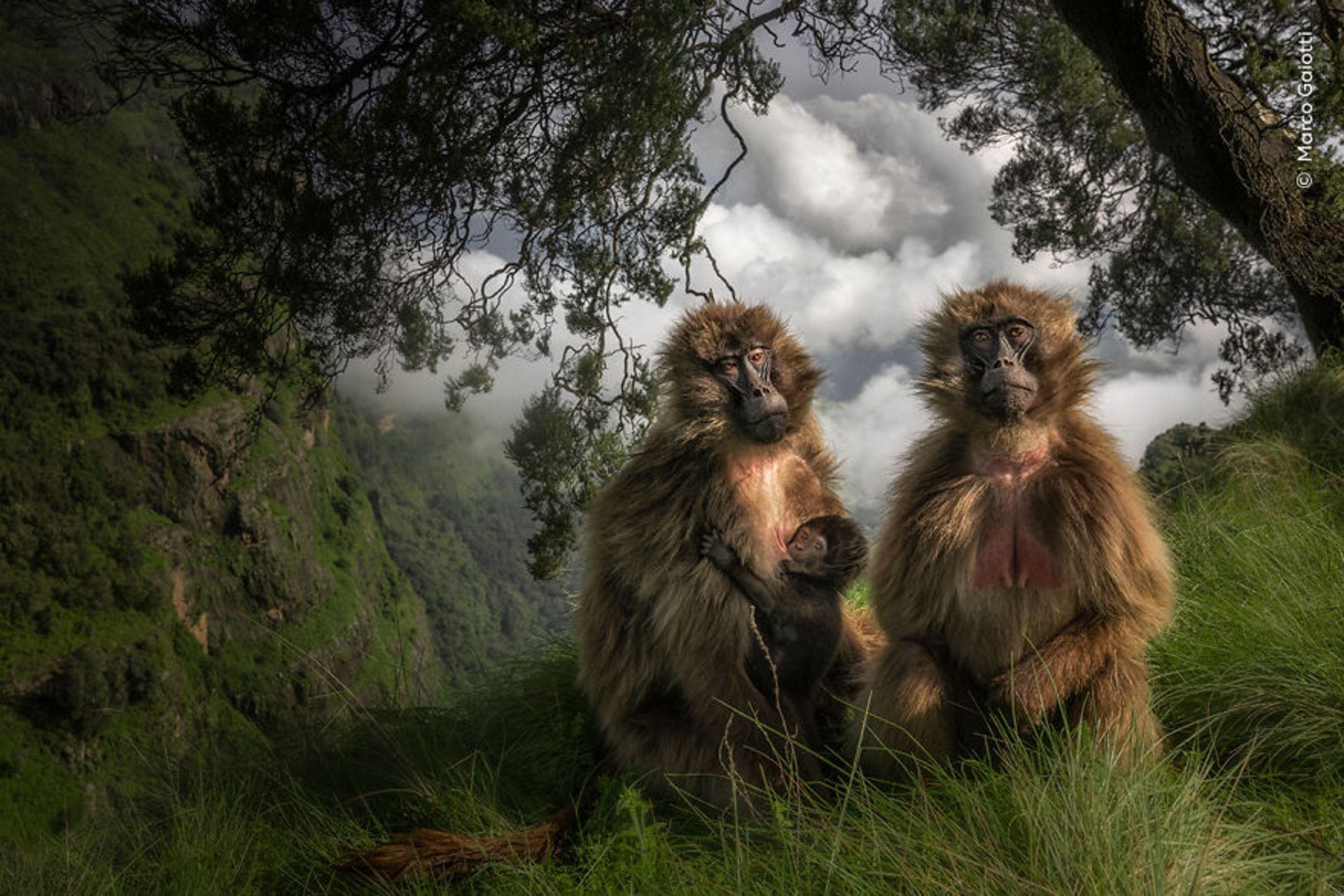 خانواده بابون خونین‌دل