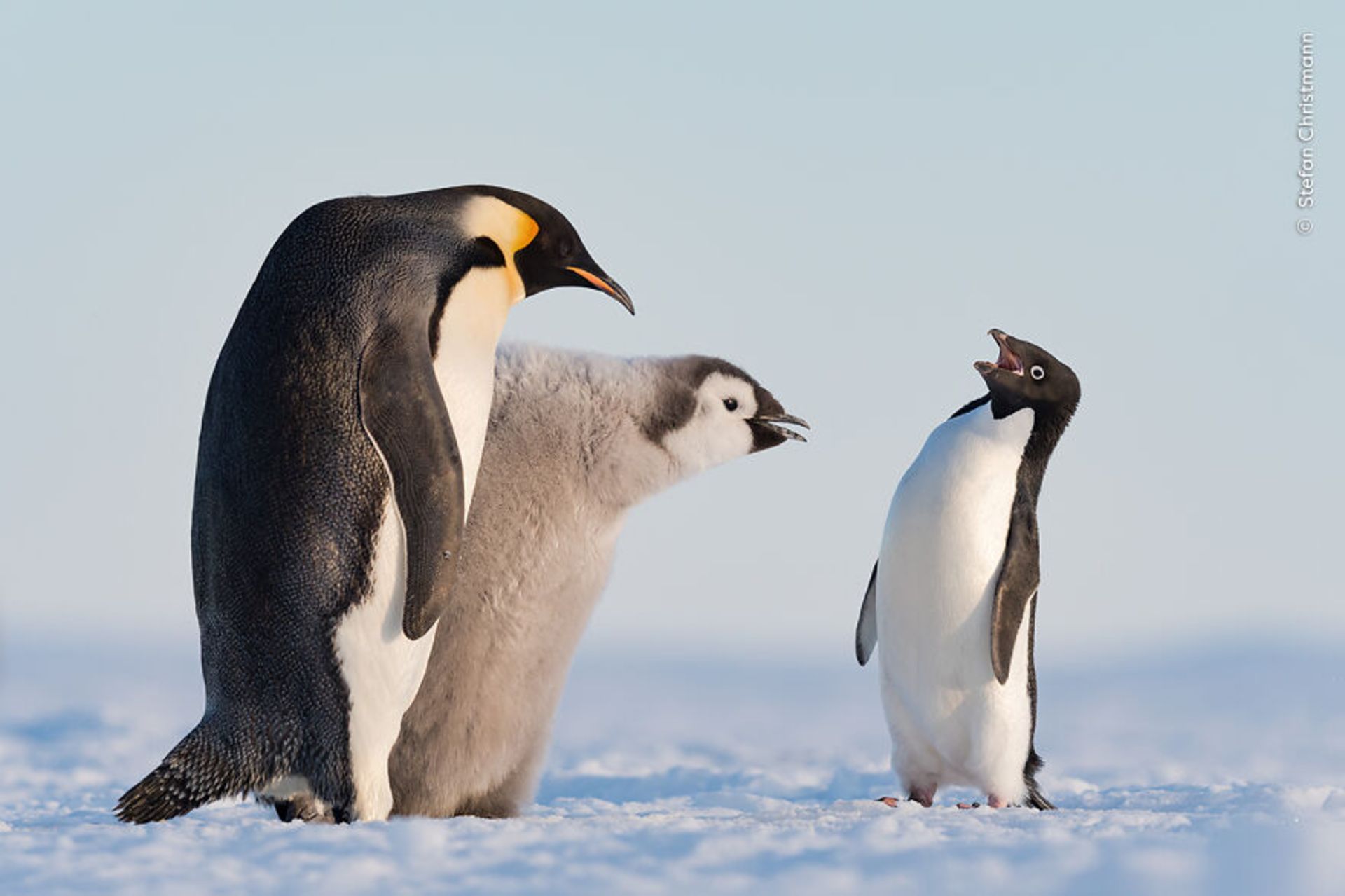مکالمه پنگوئن‌ها در برف