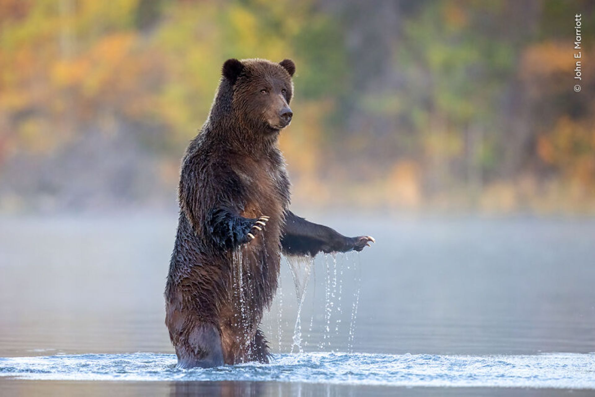 خرس قهوه‌ای روی دوپا در آب