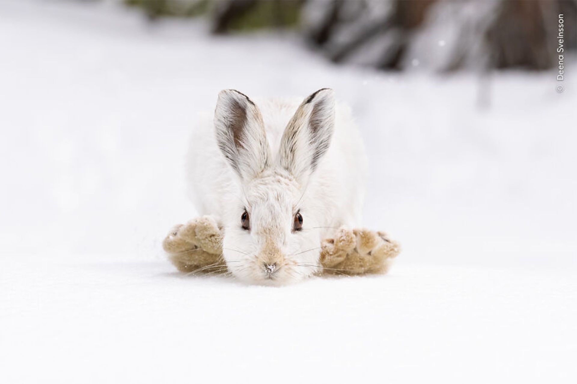 خرگوش بین برف